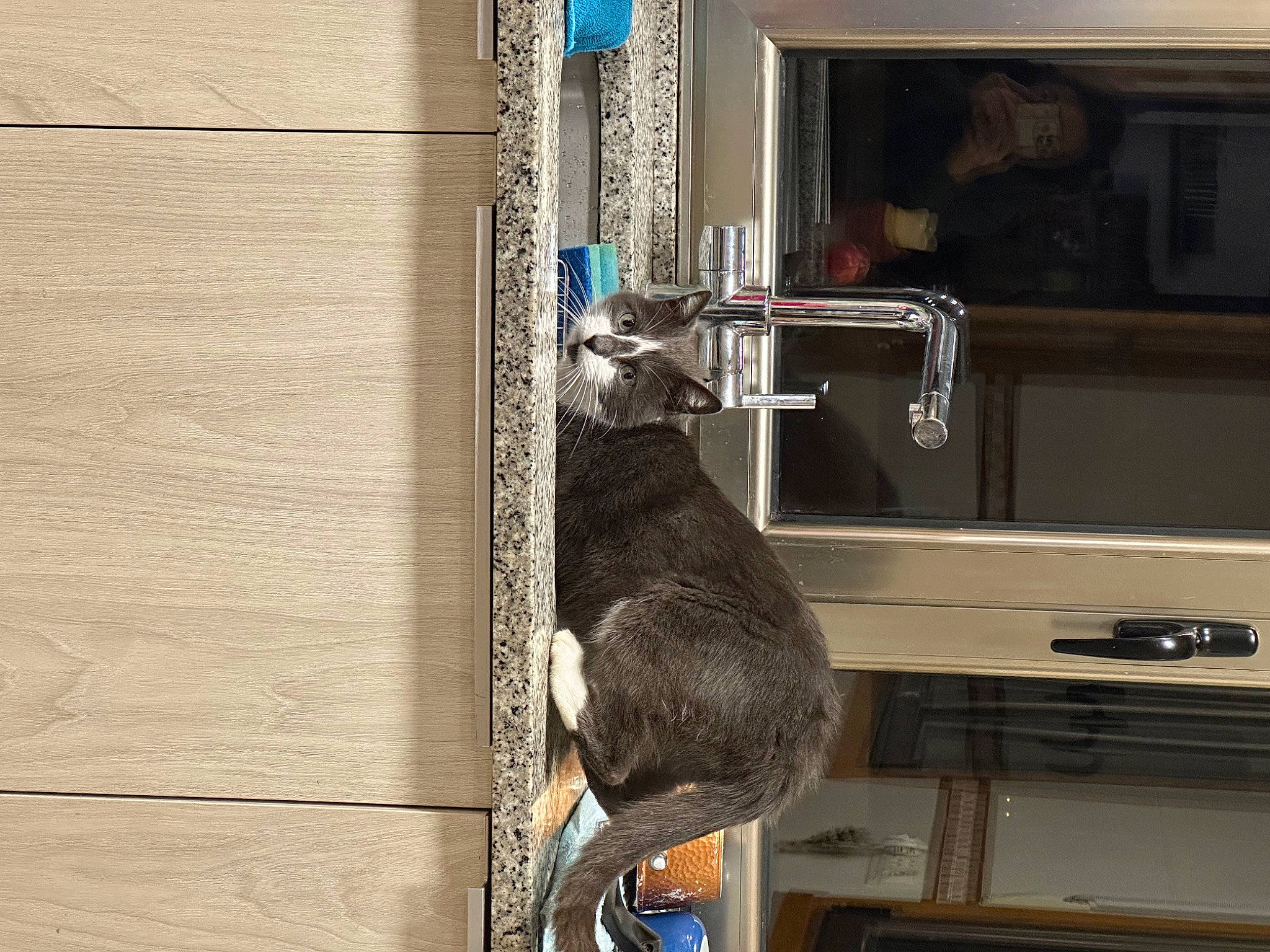 Ghost joined the competition — help win amazing prizes! bookcase, cabinetry, carnivore, cat, domestic_short_haired_cat, door, felidae, flooring, fur, hardwood, picture_frame, room, shelf, shelving, small_to_medium_sized_cats, tail, whiskers, window, wood