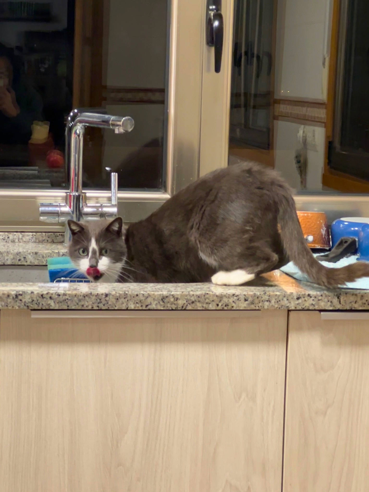 Ghost joined the competition — help win amazing prizes! carnivore, cat, comfort, domestic_short_haired_cat, door, felidae, flooring, fur, hardwood, mammal, plumbing_fixture, room, sink, small_to_medium_sized_cats, tail, tap, vertebrate, water, whiskers, wood