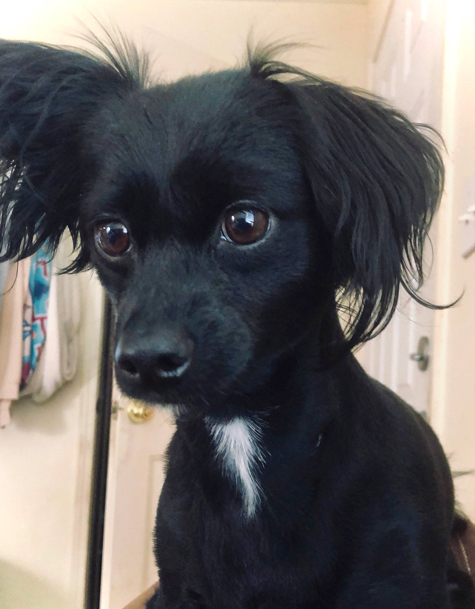 Ace joined the competition — help win amazing prizes! borador, canidae, carnivore, companion_dog, dog, dog_breed, dog_collar, dog_supply, ear, fur, liver, pet_supply, plant, puppy, snout, sporting_group, toy_dog, whiskers, working_animal