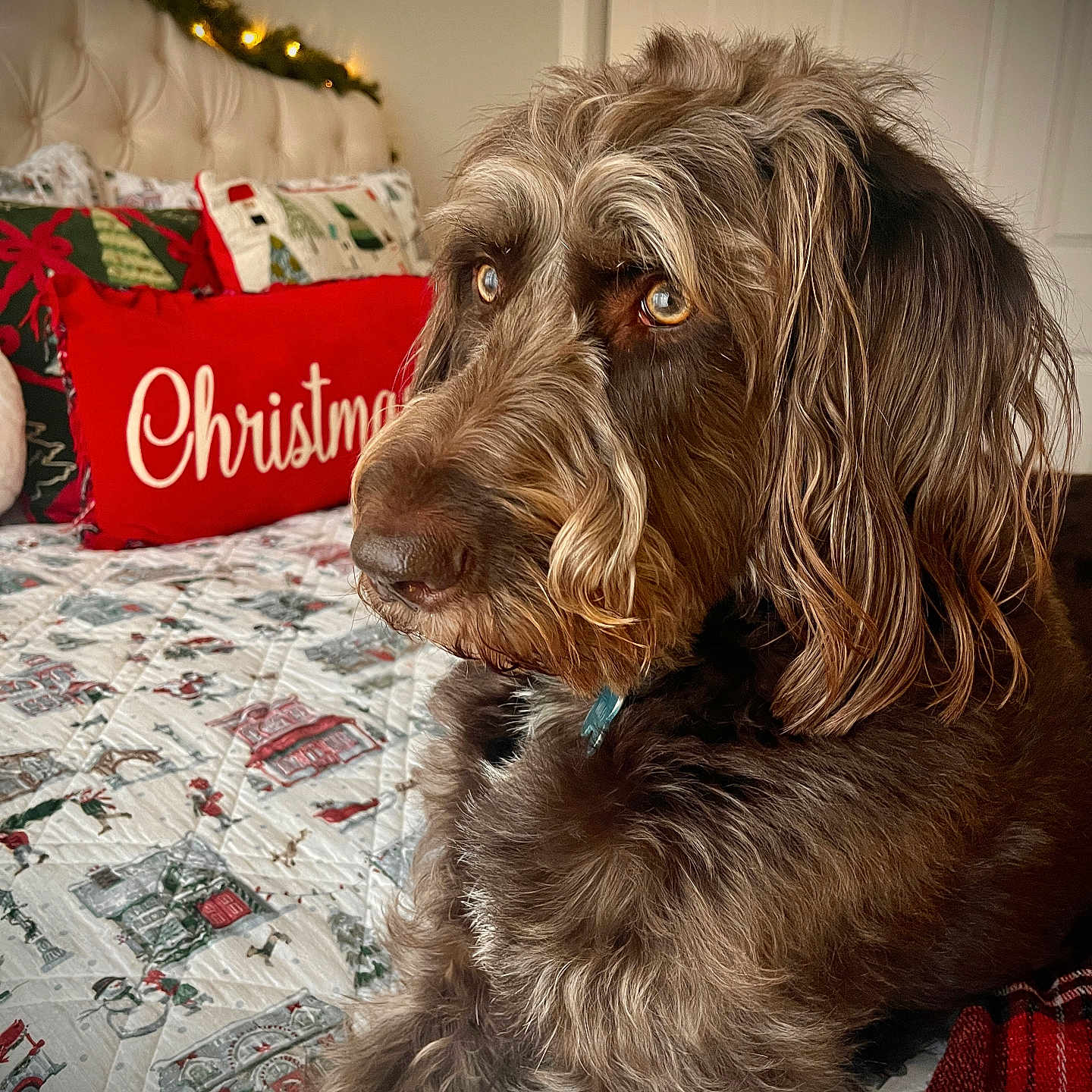 Milo is registered to the contest to win money with this photo: animal, bed, brown_dog, christmas_pillow, closeup, couch, cozy, decor, dog, fur, furniture, holiday_decor, home, indoor, lights, pet, pillow, portrait, quilt, relaxed