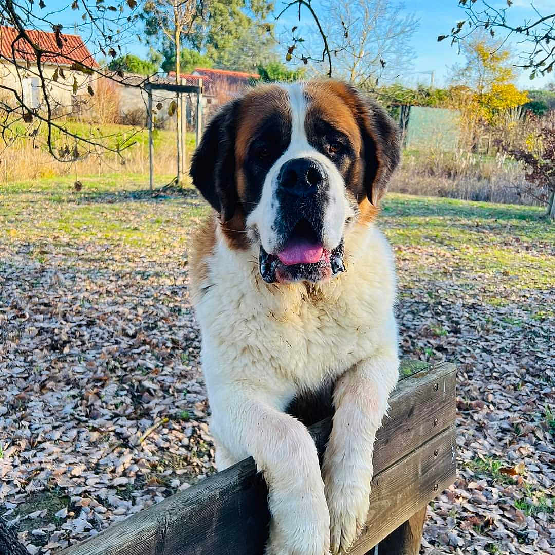 Sucre participe au concours pour gagner de l'argent avec cette photo : animal, boxer, bulldog, canine, dog, pet, puppy, saintbernard