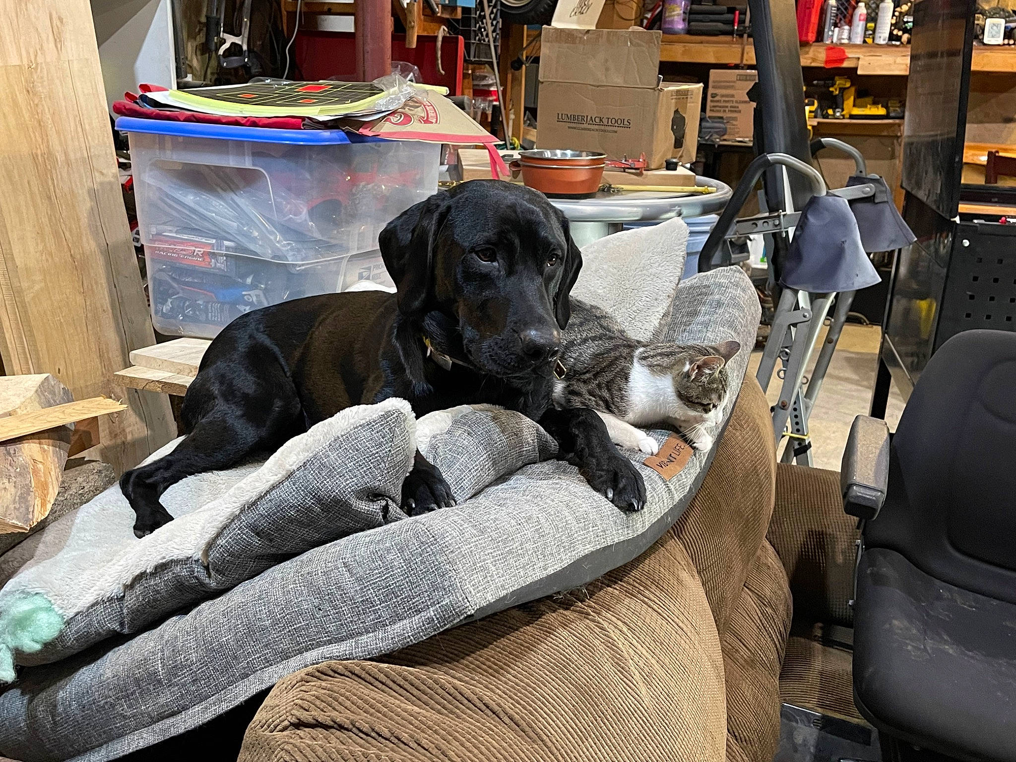 Cooper joined the competition — help win amazing prizes! bookcase, canidae, carnivore, chair, comfort, companion_dog, dog, dog_breed, dog_supply, fur, guard_dog, gun_dog, room, shelf, sitting, sporting_group, vertebrate, working_animal