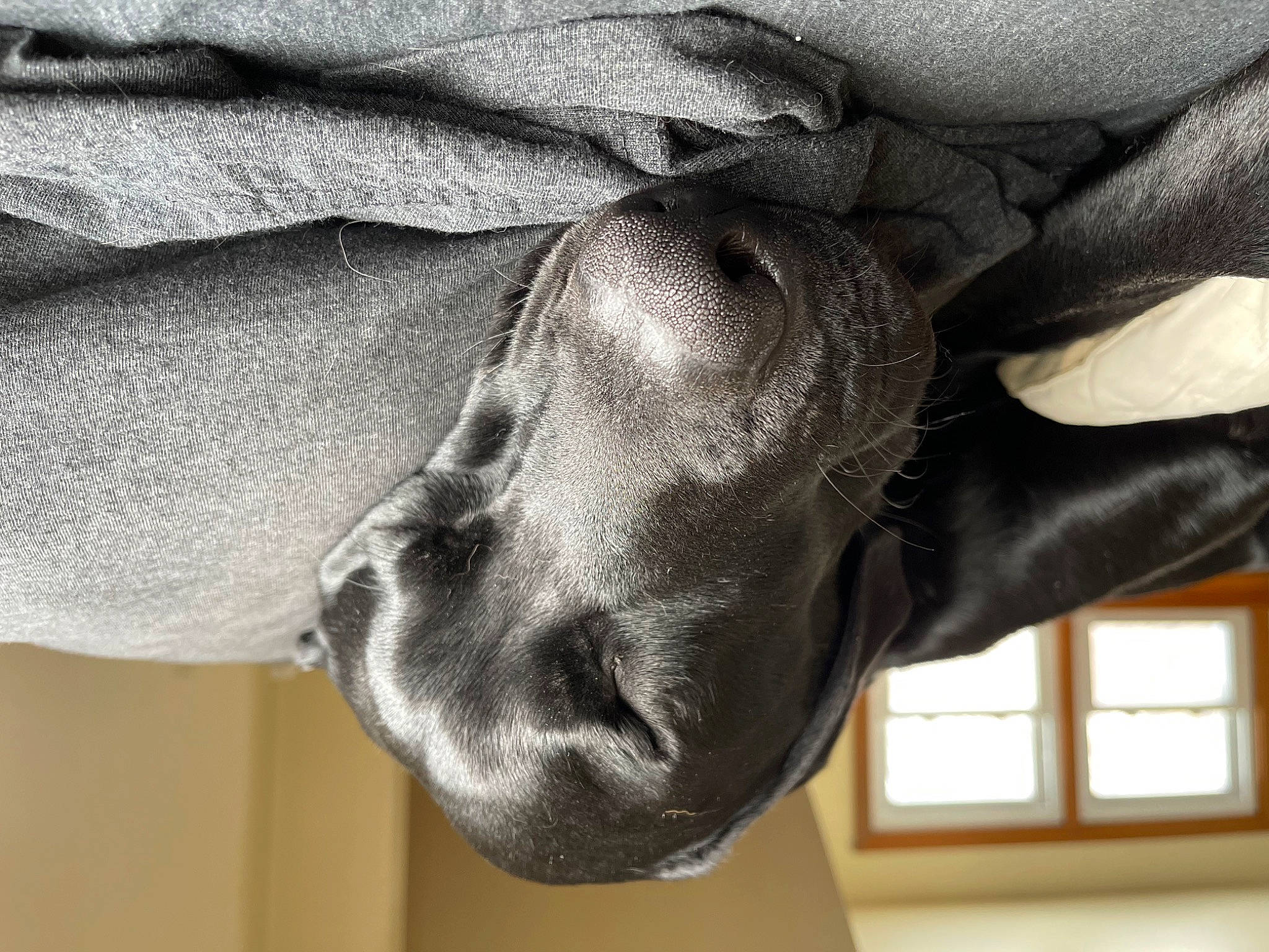 Cooper is registered to the contest to win money with this photo: arm, comfort, dog, dog_breed, foot, fur, gesture, grey, hand, human_body, human_leg, leg, linens, snout, tail, textile, tree, whiskers, window, wrinkle