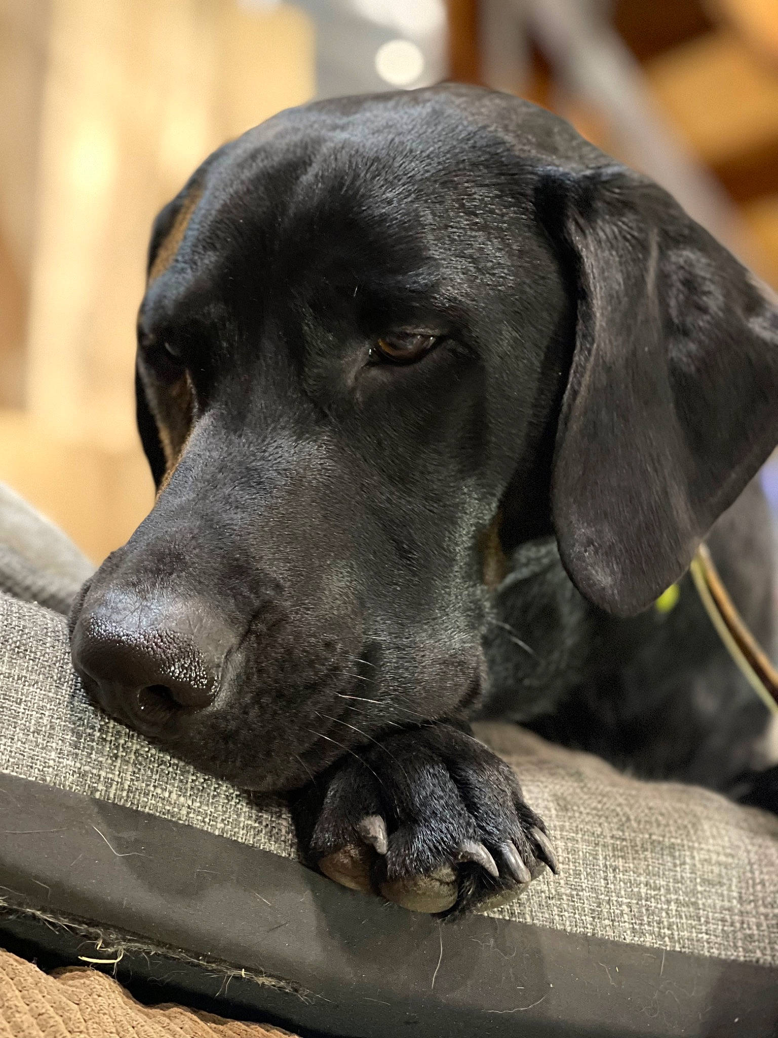 Cooper joined the competition — help win amazing prizes! borador, carnivore, companion_dog, dog, dog_breed, dog_collar, fur, gun_dog, hunting_dog, liver, retriever, snout, sporting_group, whiskers, working_animal