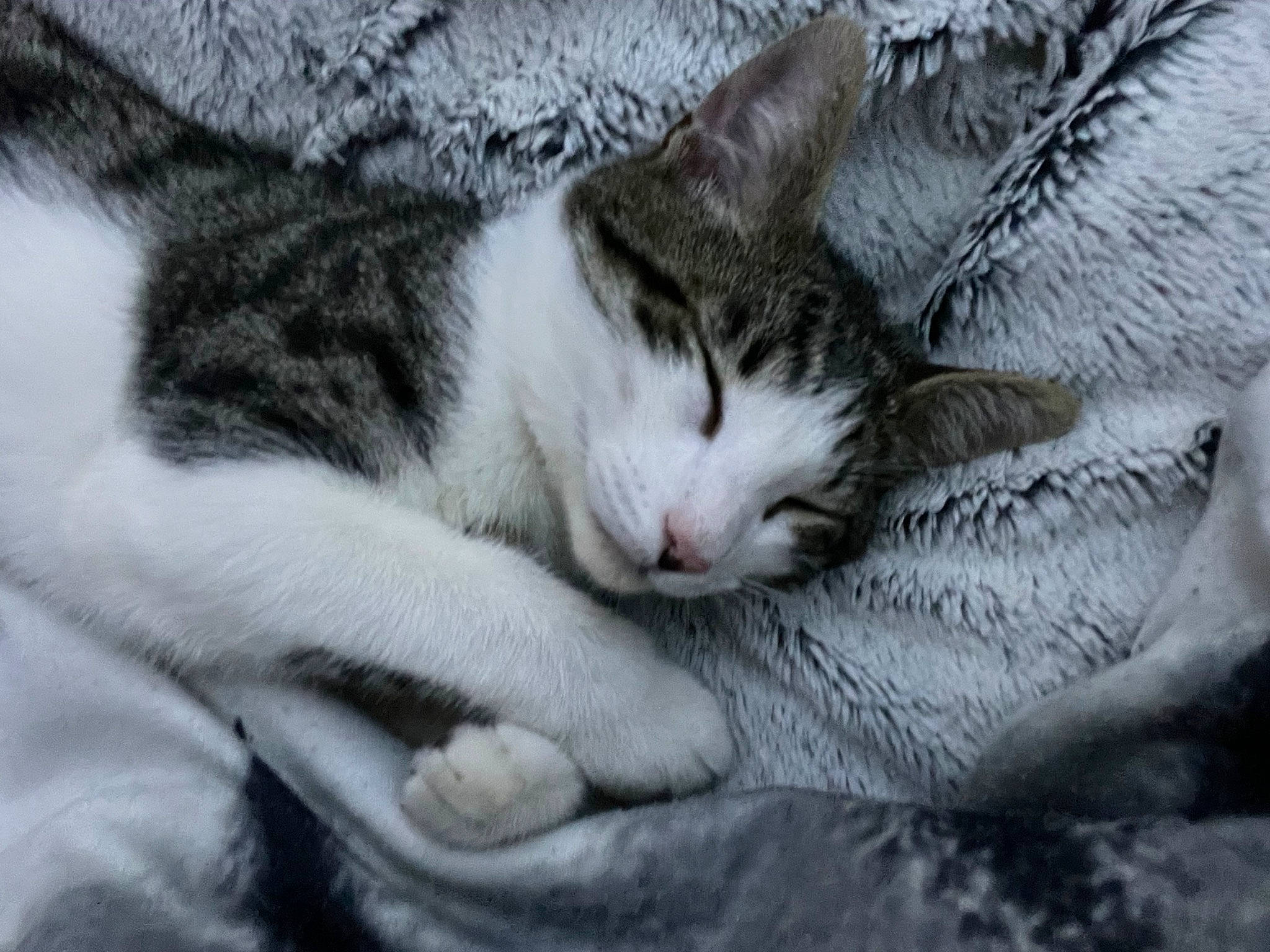 Mr Pickles is registered to the contest to win money with this photo: bored, carnivore, cat, cat_supply, claw, comfort, domestic_short_haired_cat, felidae, fur, grey, nap, paw, sleep, small_to_medium_sized_cats, snout, tail, terrestrial_animal, whiskers, wood