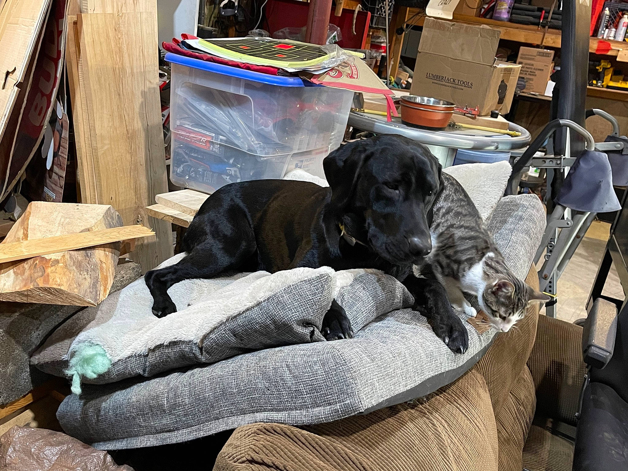 Mr Pickles joined the competition — help win amazing prizes! bag, bookcase, carnivore, chair, comfort, companion_dog, dog, dog_breed, dog_supply, fur, guard_dog, gun_dog, room, shelf, sporting_group, working_animal
