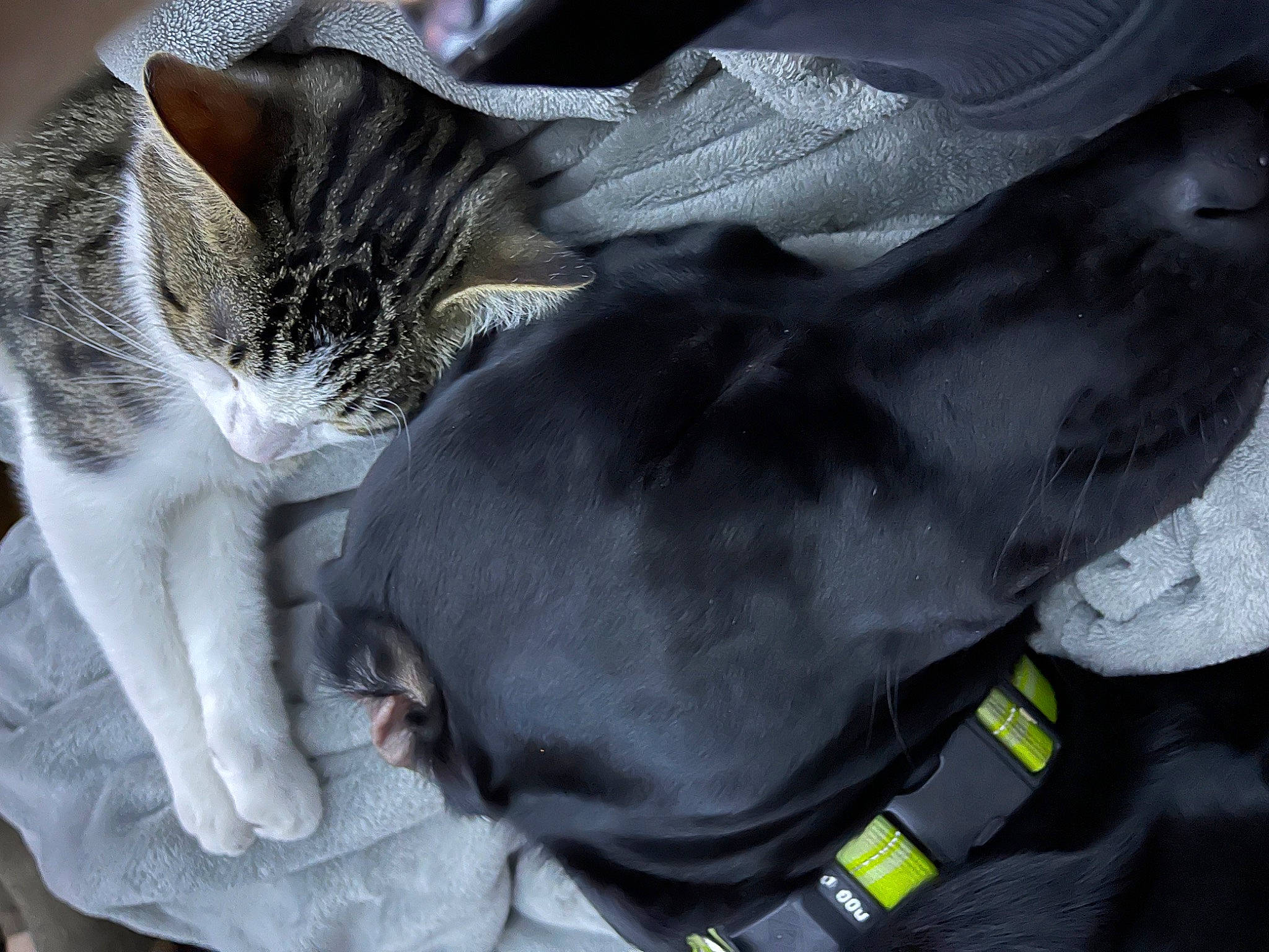 Mr Pickles is registered to the contest to win money with this photo: black_cat, canidae, carnivore, cat, claw, comfort, dog_breed, domestic_short_haired_cat, felidae, fur, grey, linens, nap, paw, sleep, small_to_medium_sized_cats, snout, tail, whiskers, working_animal