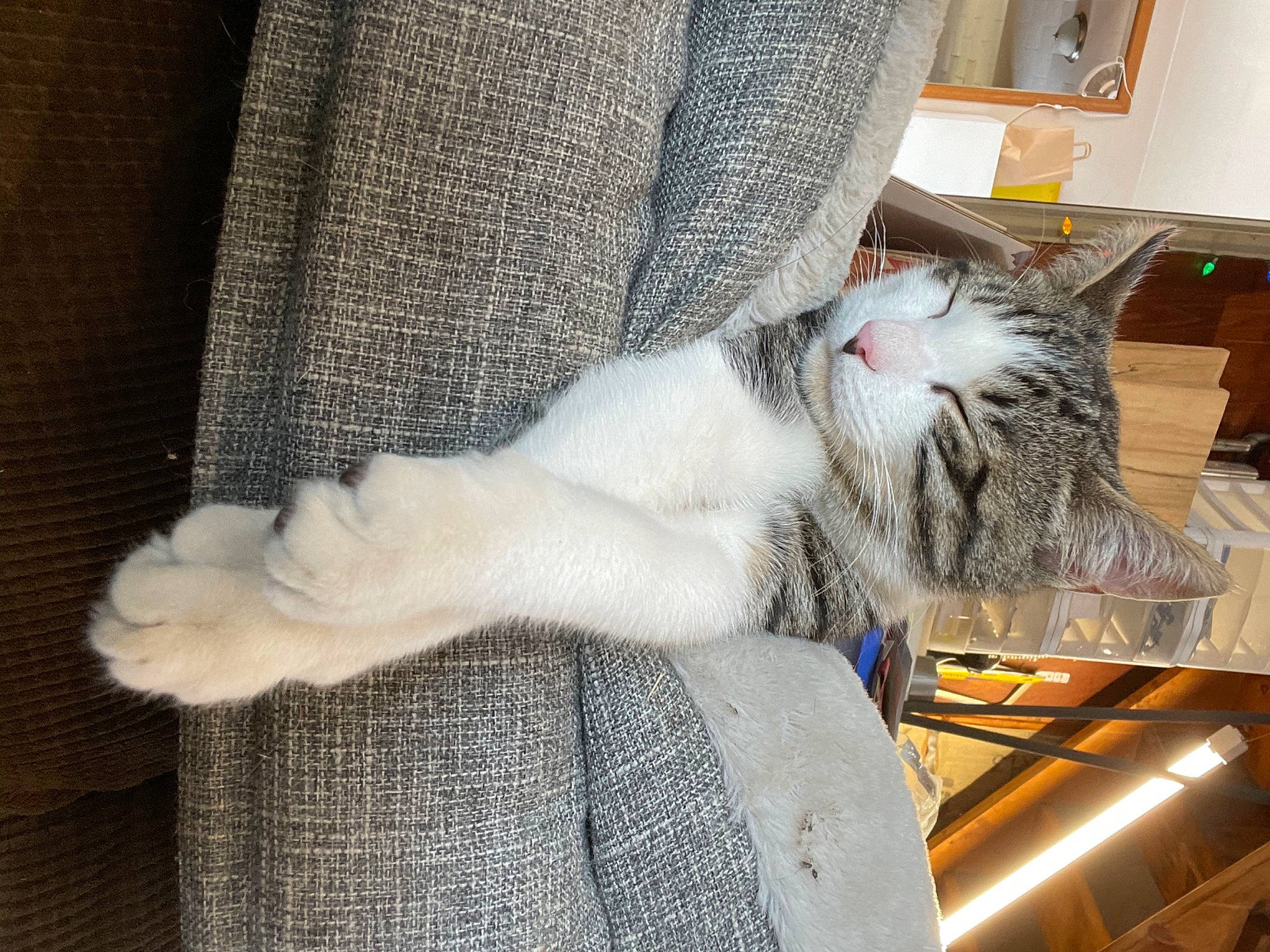 Mr Pickles joined the competition — help win amazing prizes! carnivore, cat, claw, comfort, couch, domestic_short_haired_cat, felidae, flooring, fur, grey, nap, paw, picture_frame, small_to_medium_sized_cats, snout, tail, whiskers