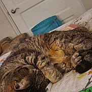 Zuki is registered to the contest to win money with this photo: animal, basket, blanket, cat, cozy, curled_up, cute, door, feline, floral_pattern, fur, home, indoor, magazine, paw, pet, relaxed, resting, sleeping, tabby