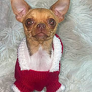 Smidge joined the competition — help win amazing prizes! dog, chihuahua, small_dog, pet, cute, knitted_sweater, red_sweater, white_trim, fluffy_background, ears, wide_eyes, portrait, animal, fur, sitting, indoor, cozy, cute_pet, close_up, adorable