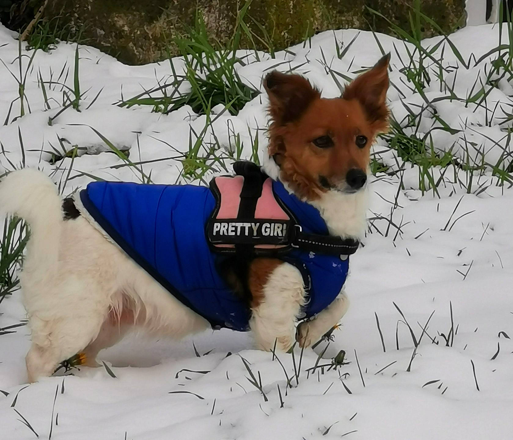 Jenny participe au concours pour gagner de l'argent avec cette photo : canidae, carnivore, collar, companion_dog, dog, dog_breed, dog_clothes, dog_collar, dog_supply, fawn, herding_dog, hound, plant, snout, snow, spitz, sporting_group, tail, winter, working_animal