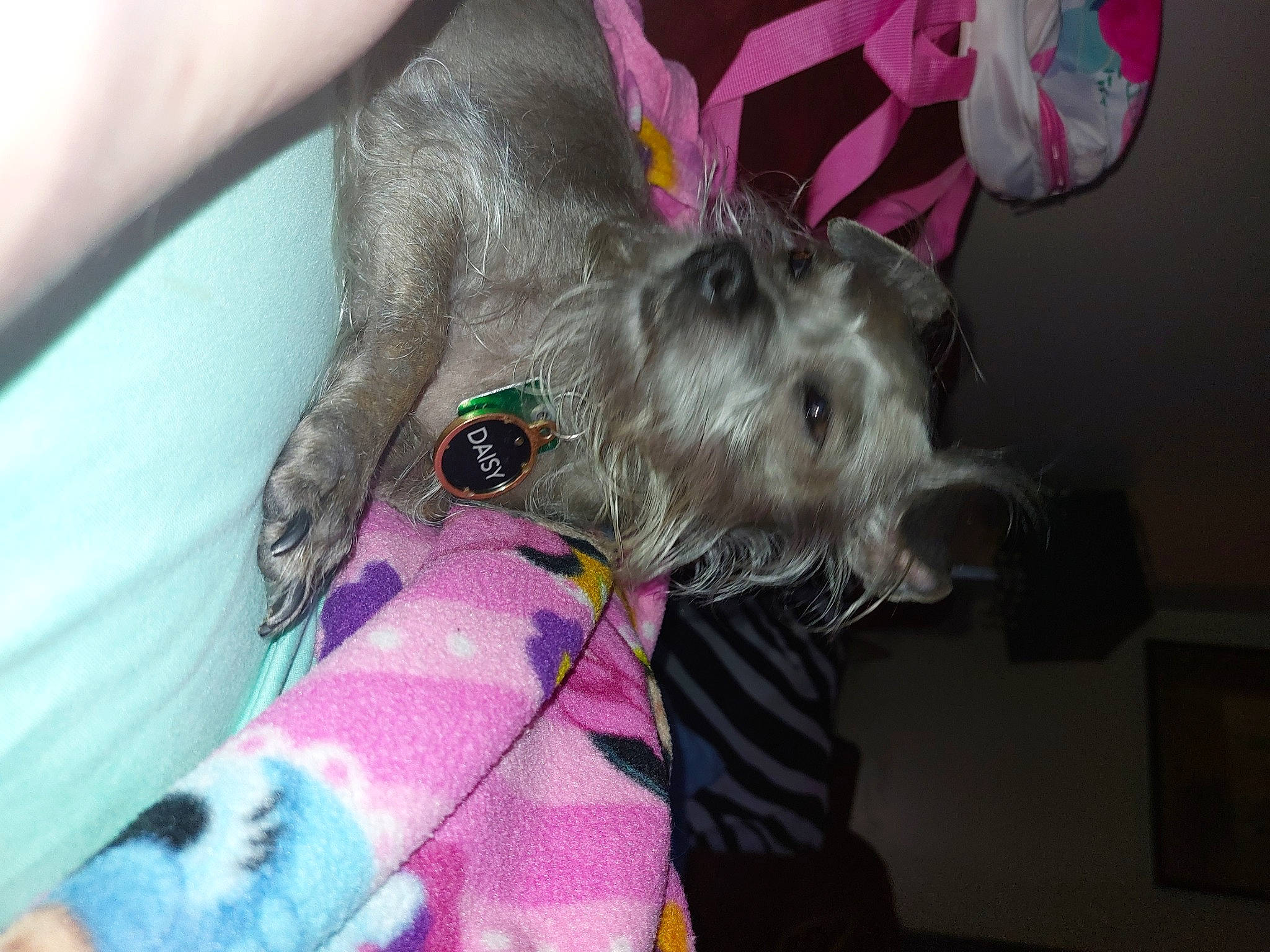 Daisy May is registered to the contest to win money with this photo: carnivore, collar, comfort, companion_dog, dog, dog_breed, dog_collar, dog_supply, ear, fashion_accessory, fawn, fur, magenta, pet_supply, pink, purple, schnauzer, snout, sporting_group, toy_dog