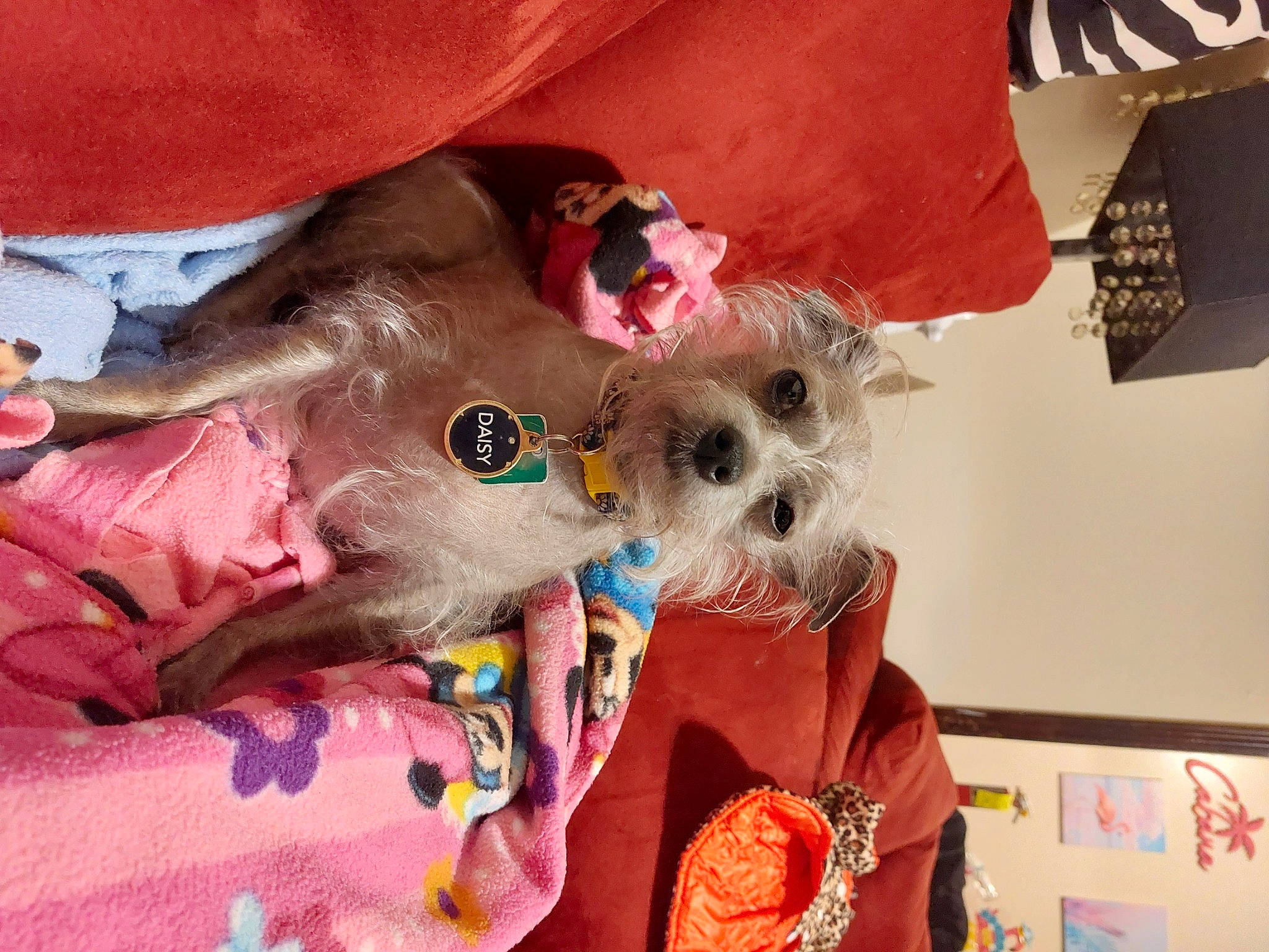 Daisy May joined the competition — help win amazing prizes! canidae, carnivore, collar, companion_dog, costume_hat, dog, dog_breed, dog_clothes, dog_supply, fashion_accessory, fawn, fur, hat, party_hat, pink, snout, sporting_group, stuffed_toy, toy_dog, working_animal