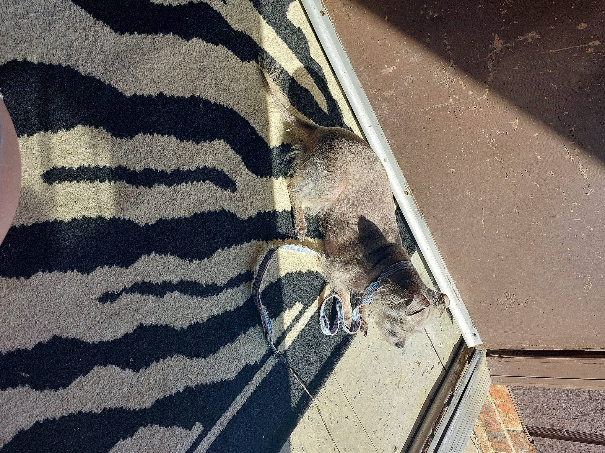 Daisy May joined the competition — help win amazing prizes! asphalt, carnivore, felidae, fur, grey, human_leg, monochrome, monochrome_photography, pattern, reflection, road_surface, shade, shadow, sleeve, small_to_medium_sized_cats, sporting_group, tail, tints_and_shades, water, whiskers