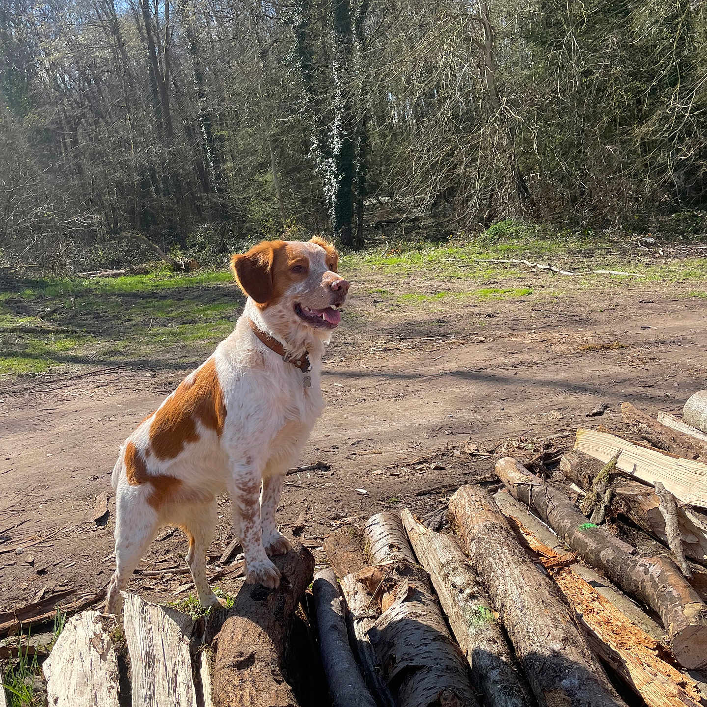 Snoopy participe au concours pour gagner de l'argent avec cette photo : animal, canine, dog, driftwood, grove, hound, land, lumber, mortarshell, nature, outdoors, pet, plant, pointer, soil, tree, vegetation, weapon, wood, woodland