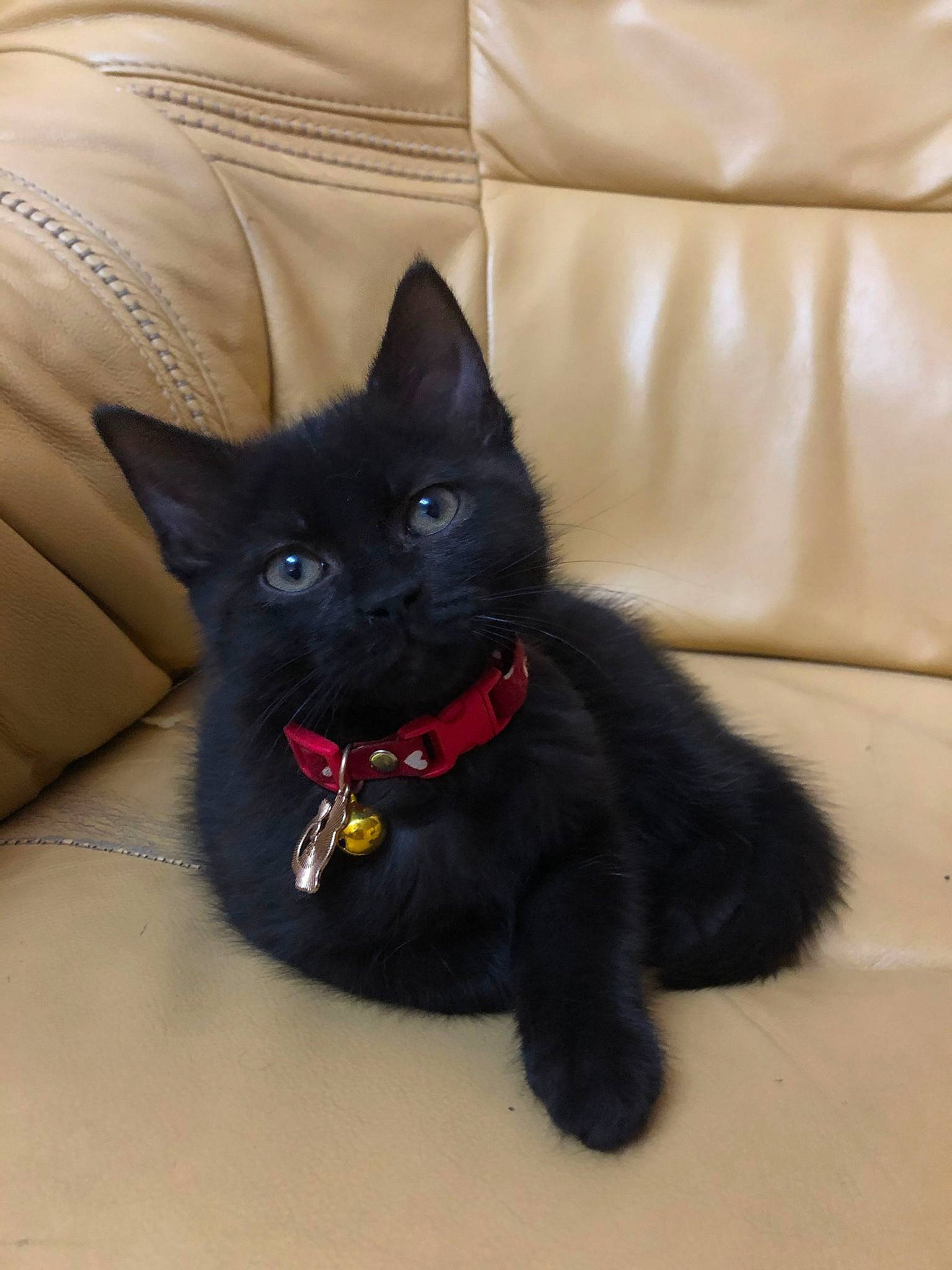 Mia participe au concours pour gagner de l'argent avec cette photo : black_cat, bombay, canidae, carmine, carnivore, cat, claw, collar, comfort, couch, dog_breed, domestic_short_haired_cat, felidae, flooring, fur, grey, small_to_medium_sized_cats, snout, tail, whiskers