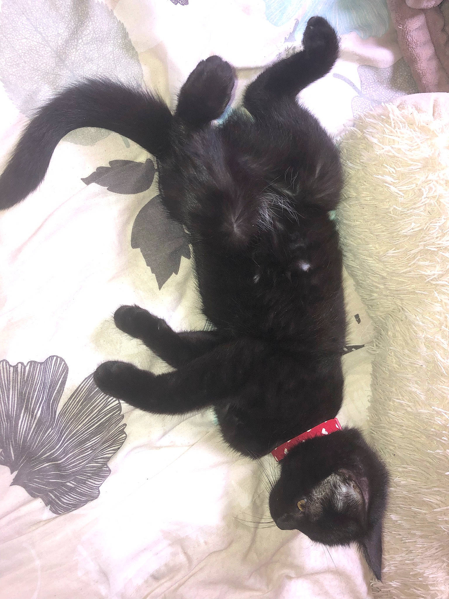 Mia participe au concours pour gagner de l'argent avec cette photo : black_cat, canidae, carnivore, claw, comfort, companion_dog, dog_breed, fawn, felidae, flooring, fur, gesture, paw, pet_supply, small_to_medium_sized_cats, sporting_group, tail, toy, whiskers, working_animal