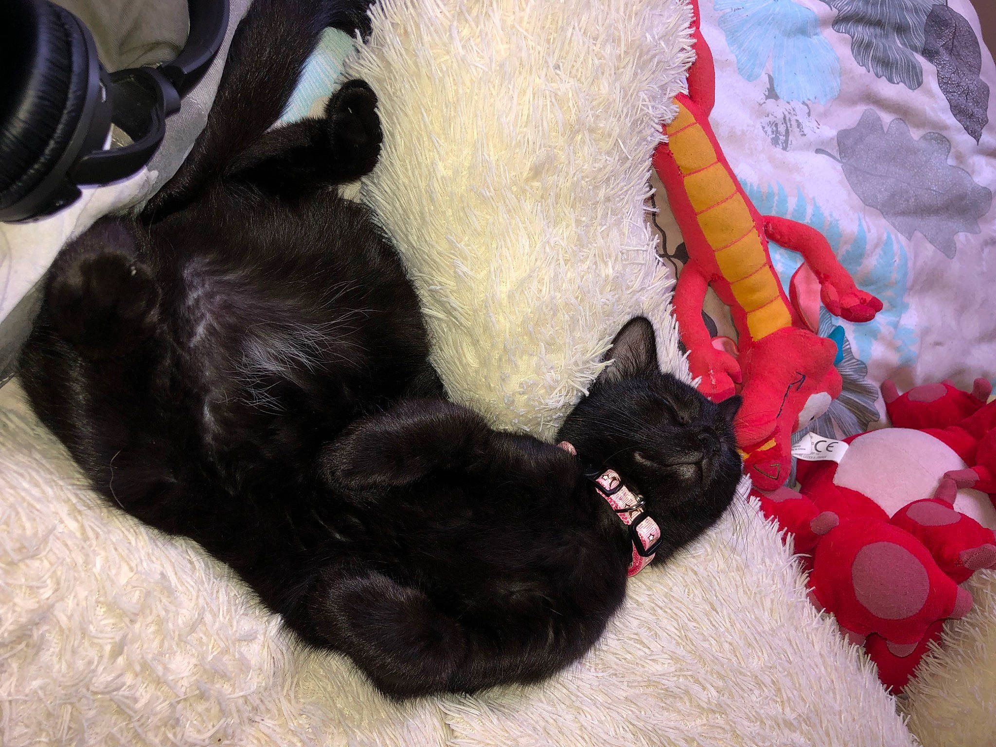 Mia a rejoint le concours — aidez-le/la à gagner de superbes lots ! black_cat, bombay, canidae, carnivore, cat, cat_bed, cat_supply, comfort, companion_dog, dog_breed, domestic_short_haired_cat, fawn, felidae, fur, mammal, paw, small_to_medium_sized_cats, tail, vertebrate, whiskers