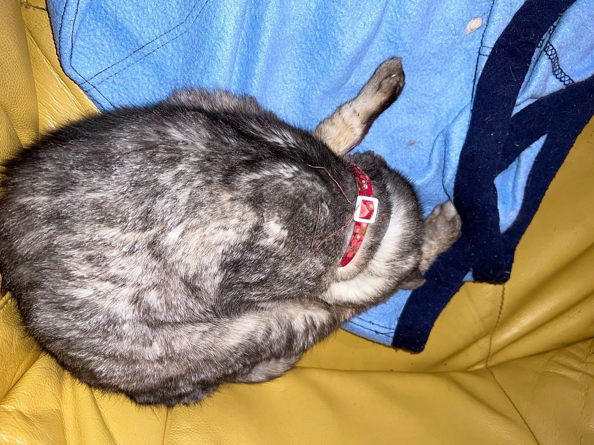 Grisou participe au concours pour gagner de l'argent avec cette photo : canidae, carnivore, cat, comfort, dog, dog_breed, domestic_short_haired_cat, ear, electric_blue, felidae, fur, gesture, mammal, small_to_medium_sized_cats, snout, sporting_group, tail, textile, vertebrate, whiskers