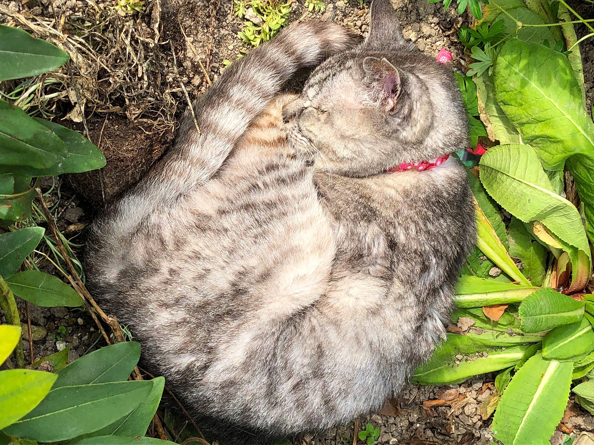 Grisou a rejoint le concours — aidez-le/la à gagner de superbes lots ! adaptation, carnivore, cat, domestic_short_haired_cat, felidae, fur, grass, groundcover, herb, organism, plant, small_to_medium_sized_cats, snout, soil, tail, terrestrial_animal, terrestrial_plant, tree, trunk, whiskers