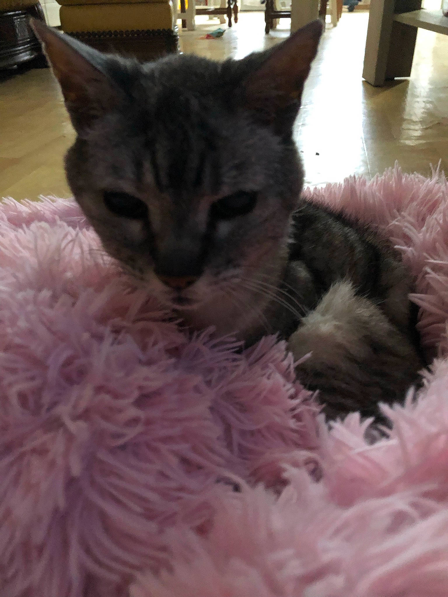 Grisou participe au concours pour gagner de l'argent avec cette photo : black_cat, canidae, carnivore, cat, cat_bed, claw, comfort, dog_breed, domestic_short_haired_cat, eye, fawn, felidae, fur, magenta, paw, plant, small_to_medium_sized_cats, snout, tail, whiskers