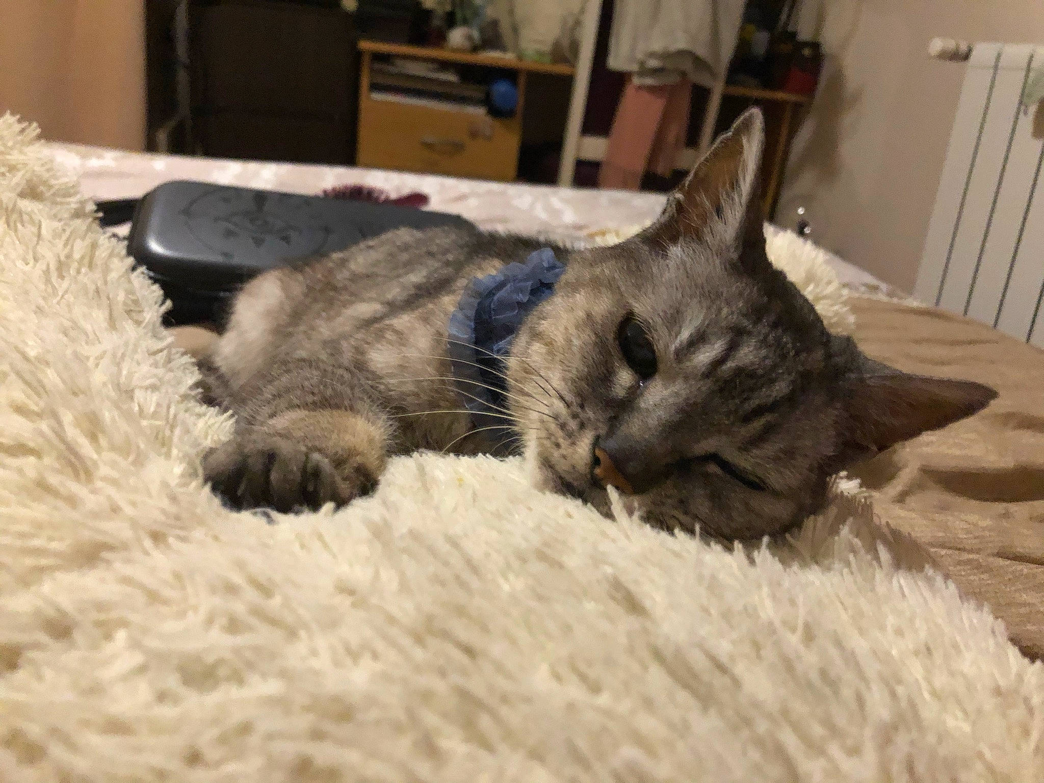 Grisou a rejoint le concours — aidez-le/la à gagner de superbes lots ! carnivore, cat, chair, chartreux, claw, comfort, domestic_short_haired_cat, door, felidae, fur, grey, nap, natural_material, plant, small_to_medium_sized_cats, snout, terrestrial_animal, whiskers