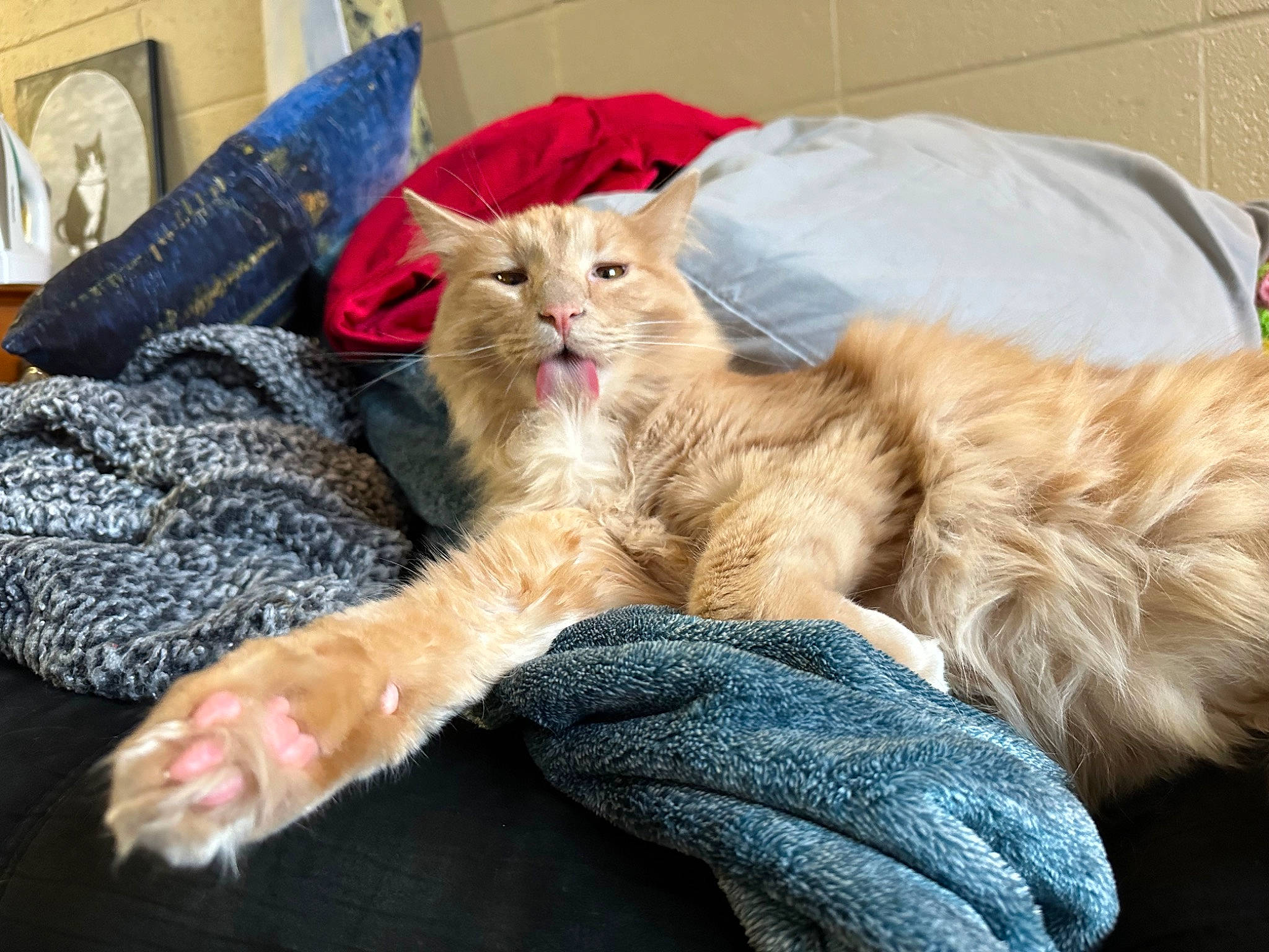 Nacho joined the competition — help win amazing prizes! bed, carnivore, cat, claw, comfort, domestic_short_haired_cat, fawn, felidae, fur, nap, paw, sleep, small_to_medium_sized_cats, snout, tail, whiskers