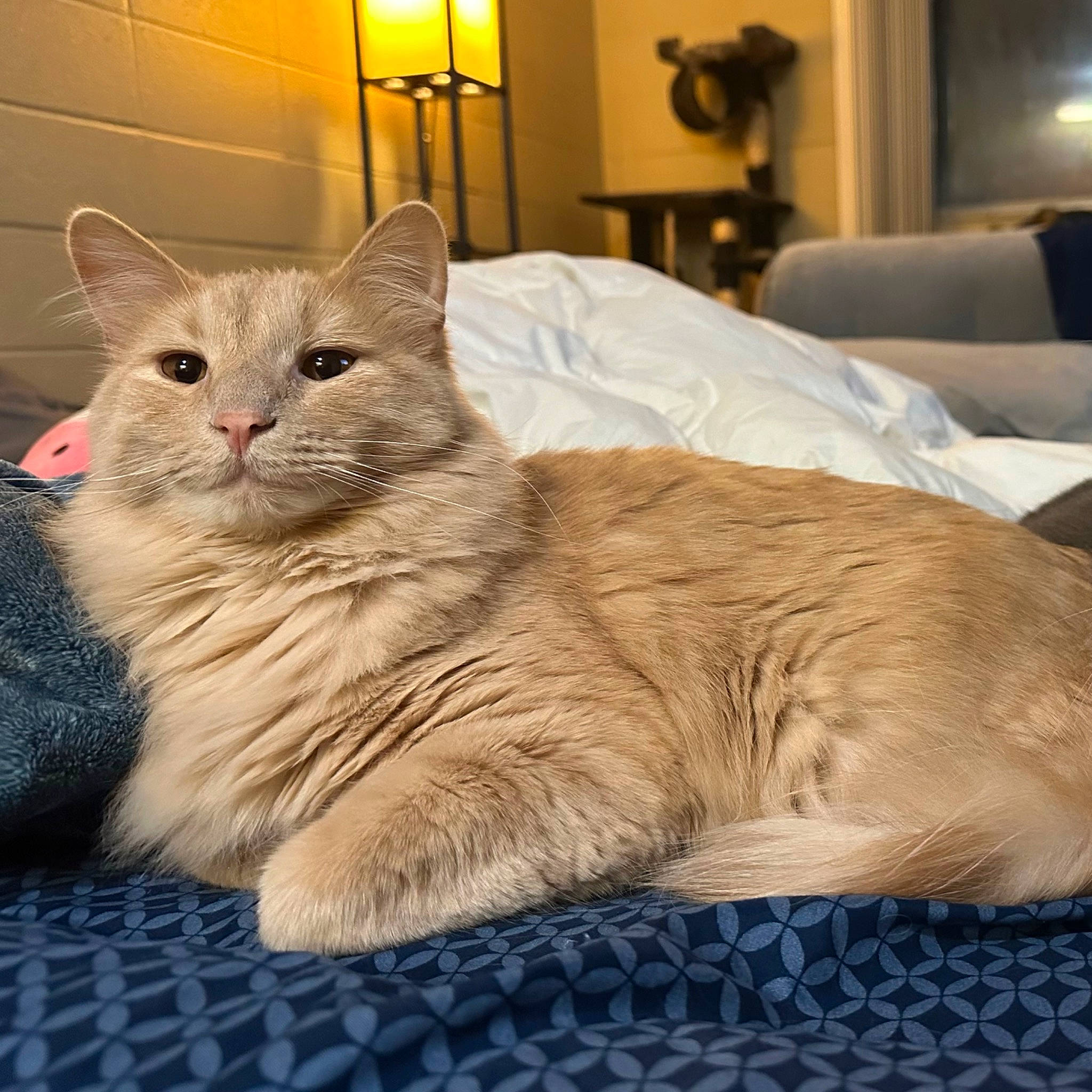 Nacho is registered to the contest to win money with this photo: carnivore, cat, cat_supply, claw, comfort, domestic_short_haired_cat, fawn, felidae, fur, lamp, nap, paw, picture_frame, small_to_medium_sized_cats, snout, tail, terrestrial_animal, whiskers, window