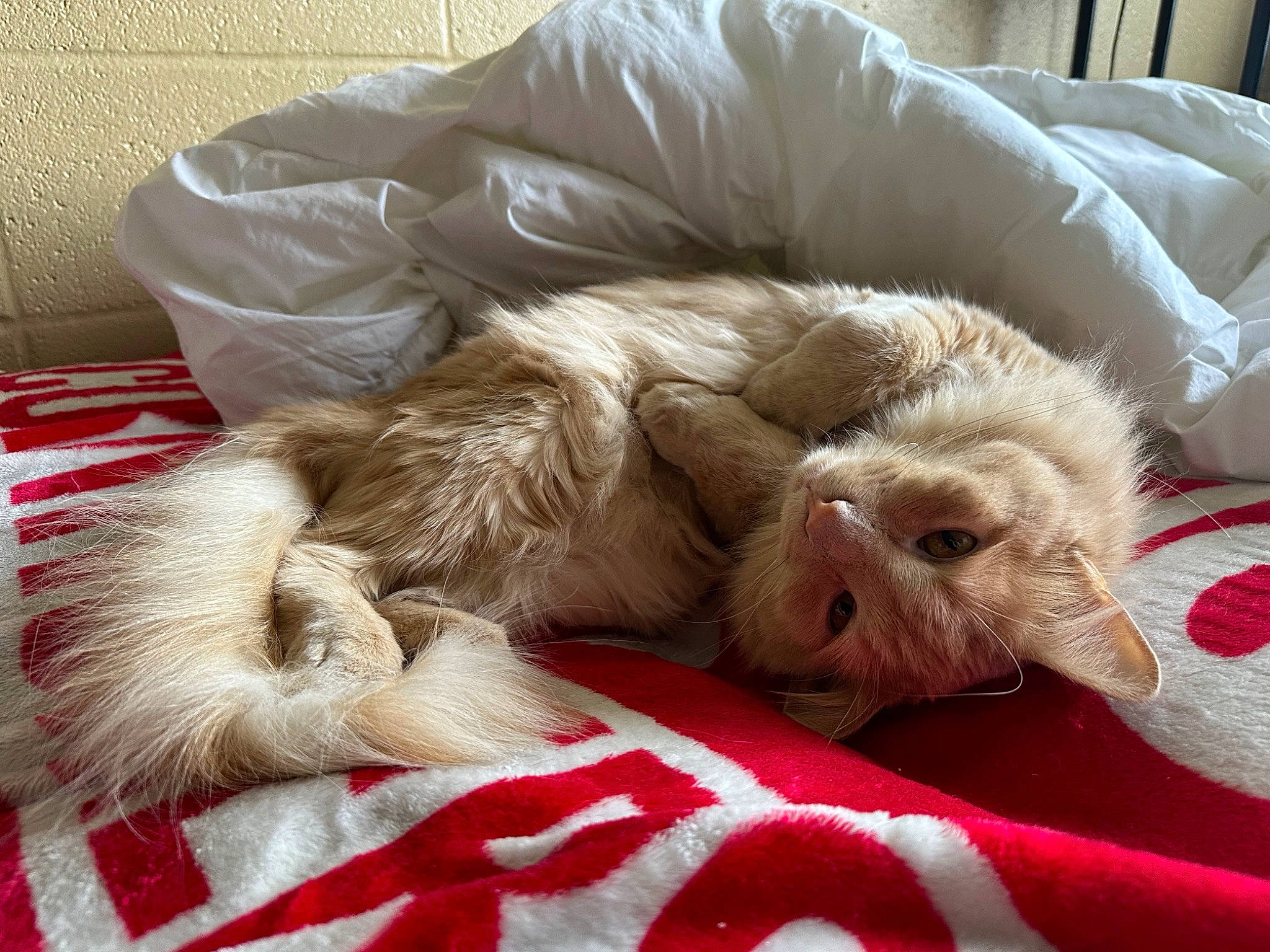 Nacho joined the competition — help win amazing prizes! canidae, carnivore, cat, claw, comfort, companion_dog, couch, dog_breed, domestic_short_haired_cat, fawn, felidae, fur, linens, nap, paw, small_to_medium_sized_cats, sporting_group, tail, textile, whiskers