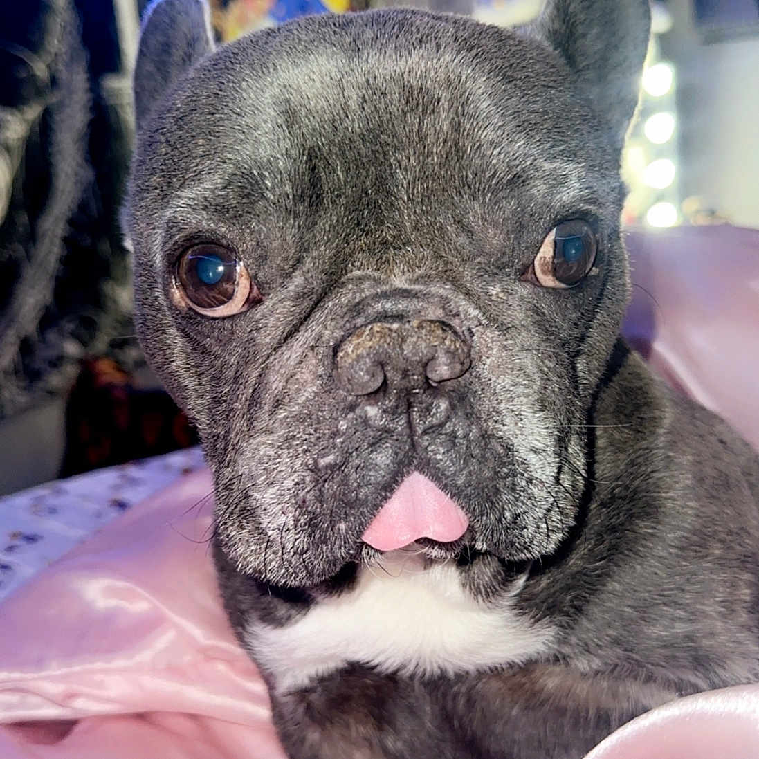Vato is registered to the contest to win money with this photo: animal, bodypart, boxer, bulldog, canine, dog, frenchbulldog, mouth, person, pet, photoframe, pitbull, pug, puppy, tongue