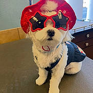 Lucy Nicole is registered to the contest to win money with this photo: accessories, close_up, costume, cute, dog, dog_clothing, groomed, indoor, leash, nose, patriotic_hat, pet, portrait, red_hat, sitting, small_dog, star_glasses, sunglasses, table, white_fur