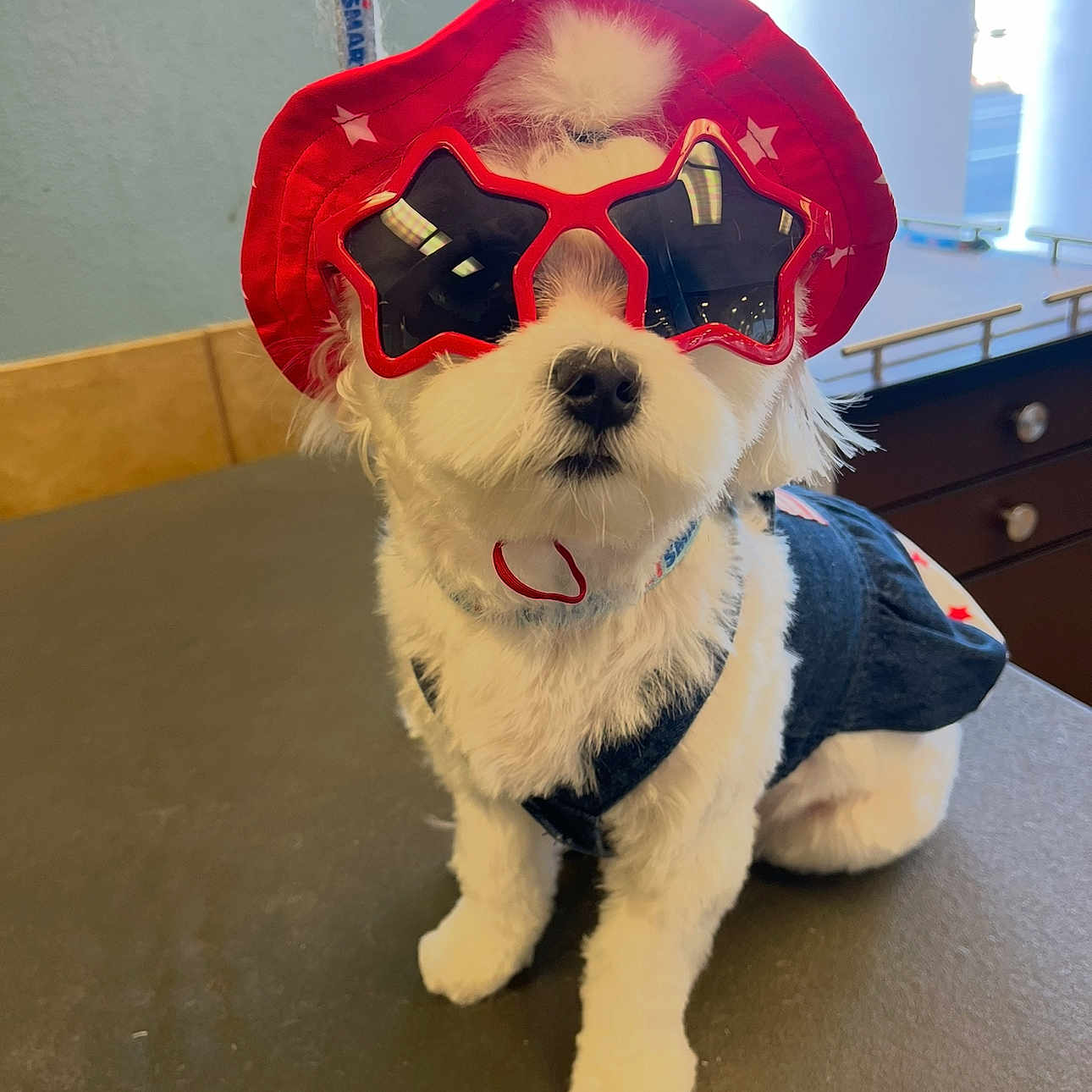Lucy Nicole is registered to the contest to win money with this photo: accessories, close_up, costume, cute, dog, dog_clothing, groomed, indoor, leash, nose, patriotic_hat, pet, portrait, red_hat, sitting, small_dog, star_glasses, sunglasses, table, white_fur