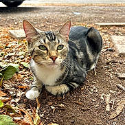 Clover Dale joined the competition — help win amazing prizes! cat, tabby_cat, animal, pet, outdoor, sidewalk, dirt, leaves, garden, suburban, house, car, portrait, close_up, whiskers, green_eyes, striped_fur, white_paw, sitting, alert