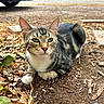 cat, tabby_cat, animal, pet, outdoor, sidewalk, dirt, leaves, garden, suburban, house, car, portrait, close_up, whiskers, green_eyes, striped_fur, white_paw, sitting, alert