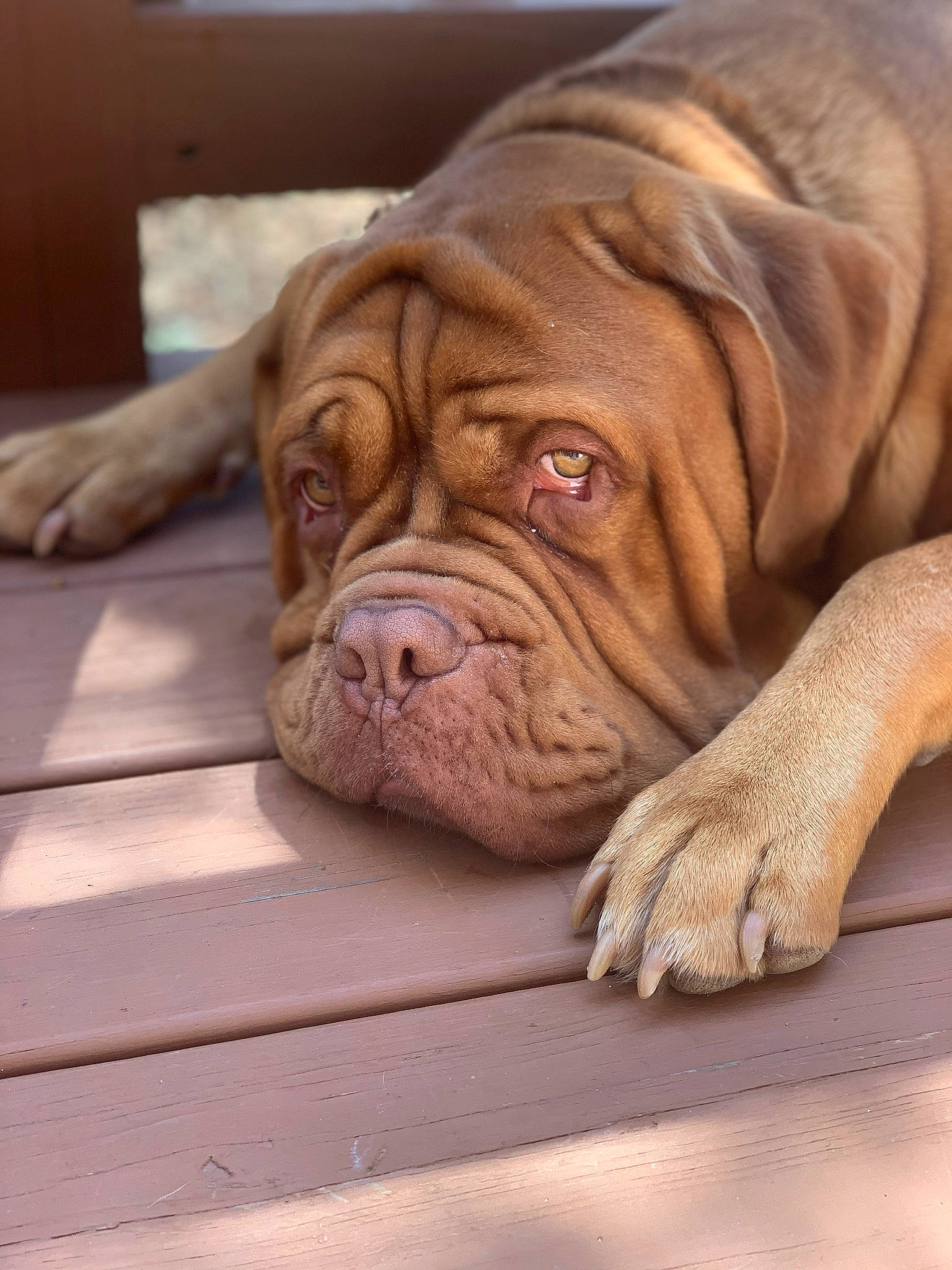 Kash is registered to the contest to win money with this photo: ancient_dog_breeds, canidae, carnivore, companion_dog, dog, dog_breed, dogue_de_bordeaux, guard_dog, korean_mastiff, mammal, molosser, neapolitan_mastiff, old_english_bulldog, ori_pei, skin, snout, sporting_group, vertebrate, working_dog, wrinkle