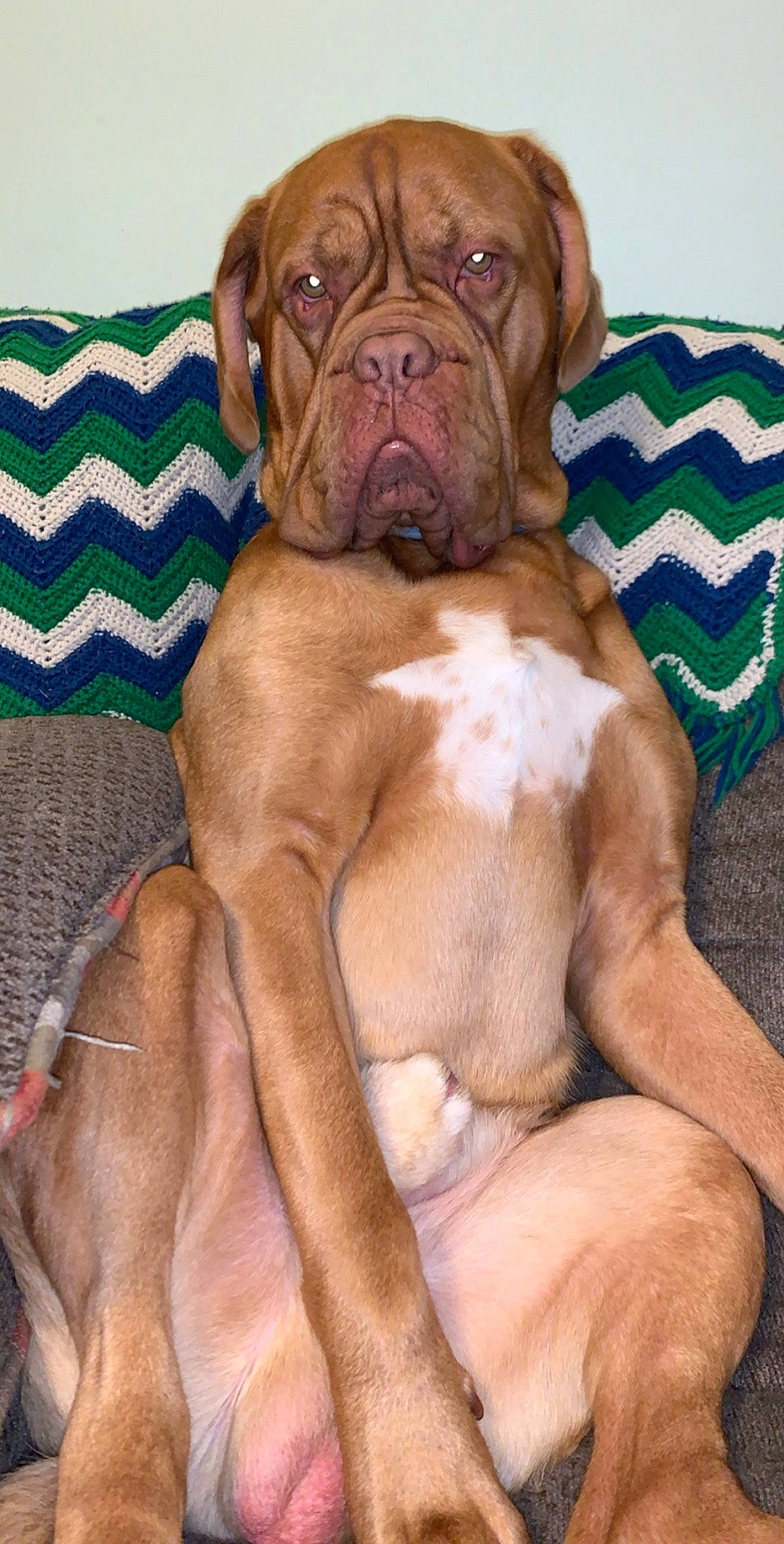 Kash is registered to the contest to win money with this photo: ancient_dog_breeds, bulldog, bullmastiff, canidae, carnivore, companion_dog, dog, dog_breed, dogue_de_bordeaux, english_mastiff, fawn, korean_mastiff, mammal, molosser, non_sporting_group, old_english_bulldog, ori_pei, rare_breed_dog, vertebrate, wrinkle