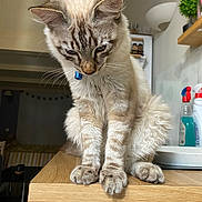 Azur participe au concours pour gagner de l'argent avec cette photo : cat, feline, curious, indoor, wooden_countertop, collar, blue_charm, fur, whiskers, paws, household, kitchen, plant, shelf, lamp, table, domestic, pet, furniture, cozy