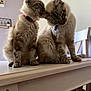 cat, cats, feline, pets, fluffy, collar, licking, ear, affection, table, indoor, home, chair, wooden, domestic, cute, animal, pair, sitting, fur