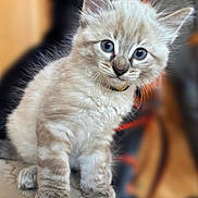 Azur participe au concours pour gagner de l'argent avec cette photo : animal, blue_eyes, cat, closeup, curious, cute, domestic, feline, fluffy, fur, indoor, kitten, mammal, paw, pet, portrait, small, soft, whiskers, young