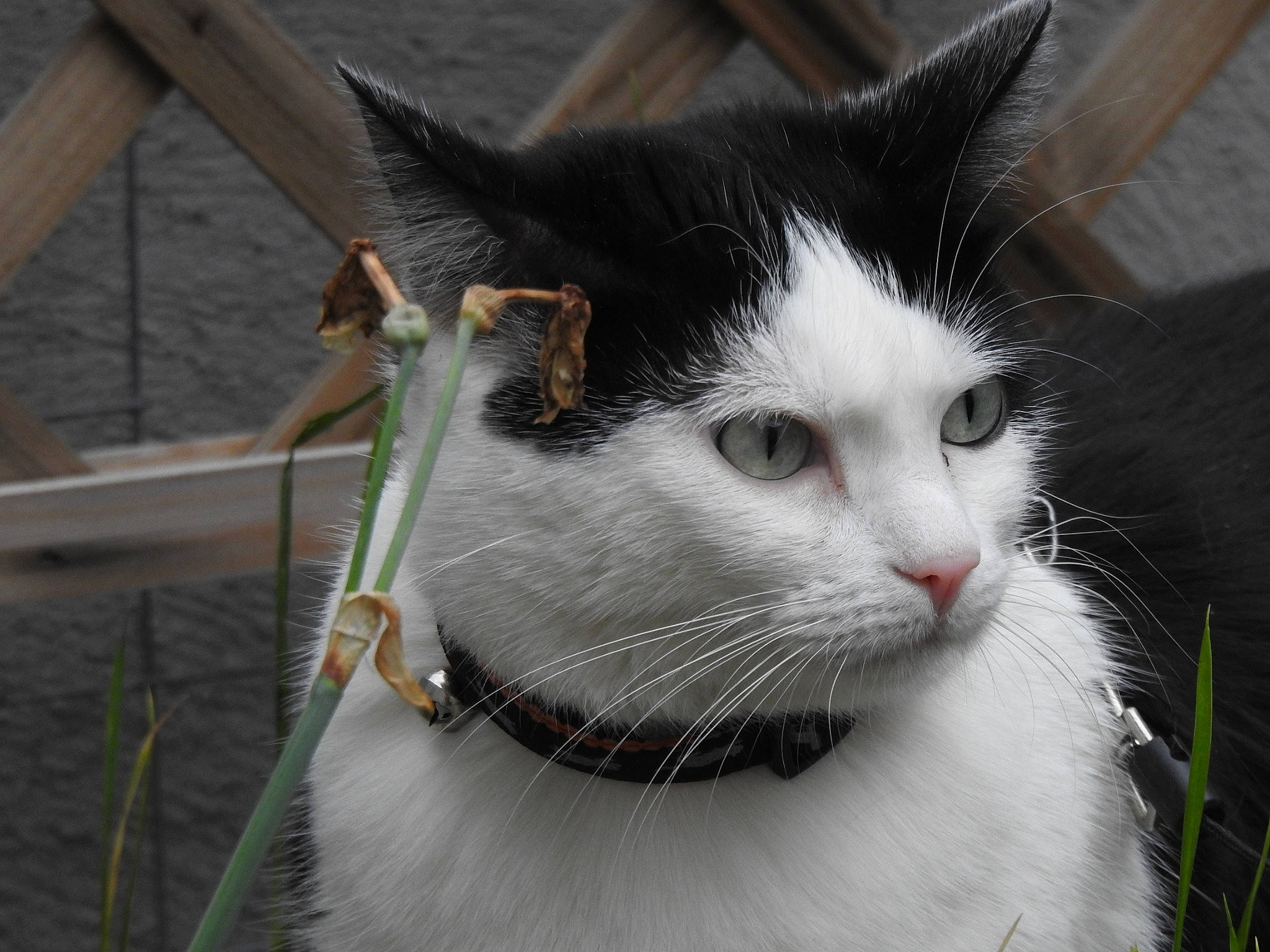 Princesse a rejoint le concours — aidez-le/la à gagner de superbes lots ! carnivore, cat, collar, domestic_short_haired_cat, eye, felidae, fur, grass, line, plant, small_to_medium_sized_cats, tail, tree, water, whiskers