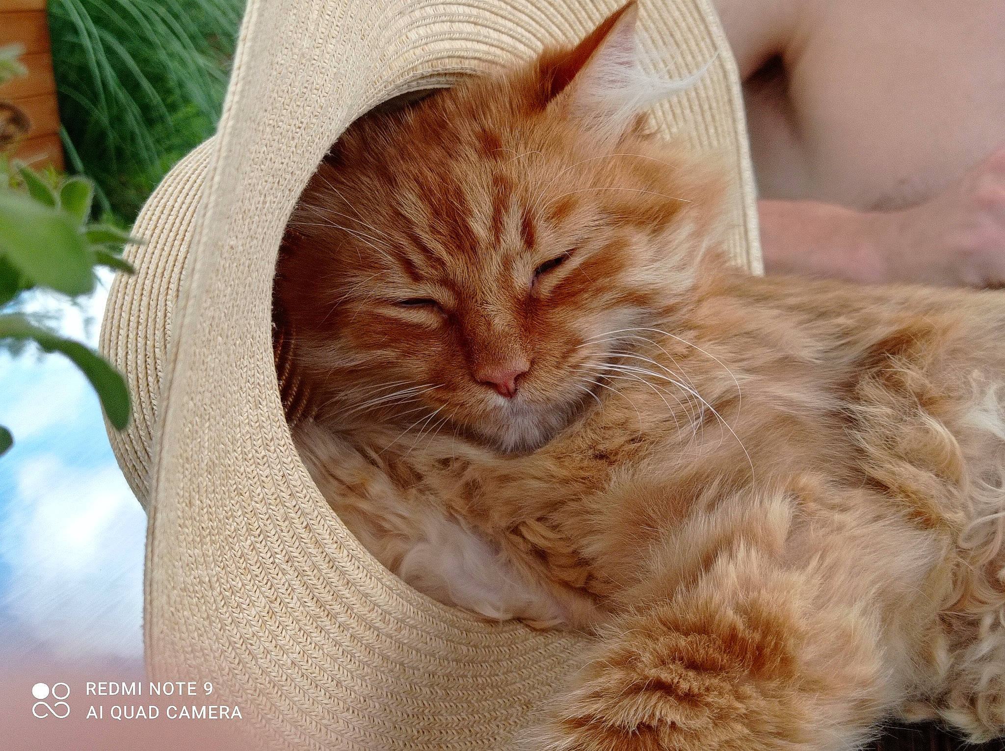 Icetea participe au concours pour gagner de l'argent avec cette photo : carnivore, cat, claw, comfort, domestic_short_haired_cat, fawn, felidae, fur, grass, nap, paw, peach, plant, sitting, small_to_medium_sized_cats, snout, tail, terrestrial_animal, whiskers, wood