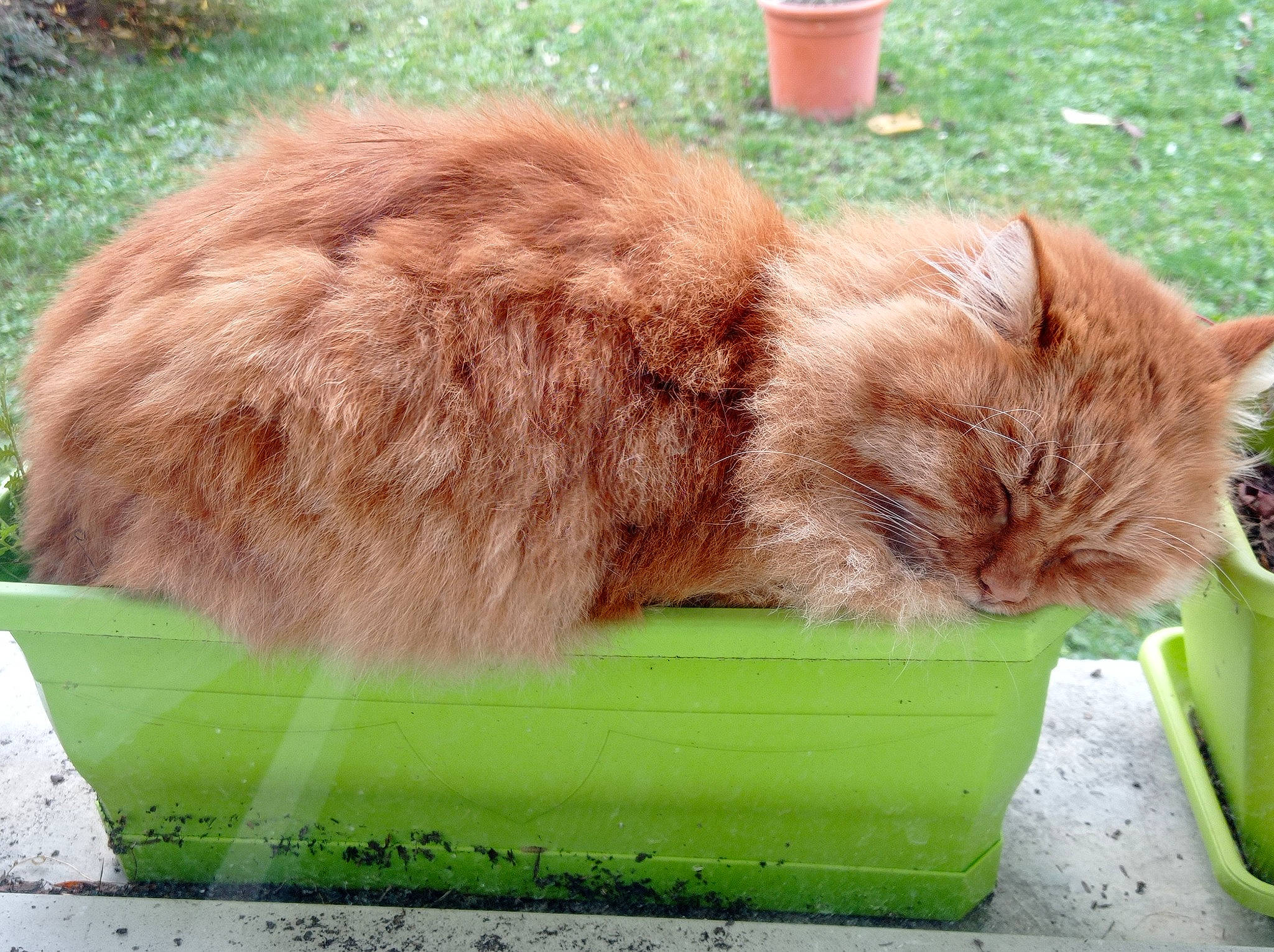 Icetea participe au concours pour gagner de l'argent avec cette photo : carnivore, cat, cat_supply, claw, domestic_short_haired_cat, drinking, fawn, felidae, fur, grass, green, nap, plant, small_to_medium_sized_cats, snout, tail, terrestrial_animal, whiskers, wildlife