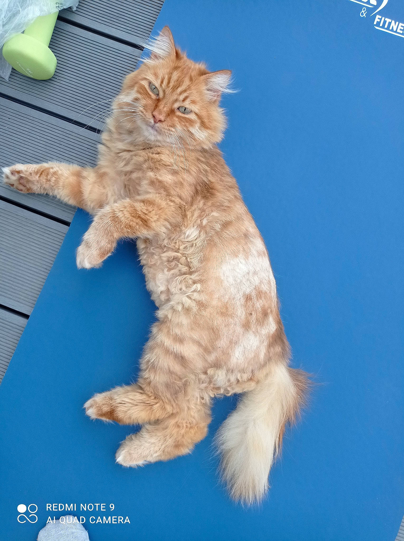 Icetea participe au concours pour gagner de l'argent avec cette photo : canidae, carnivore, cat, claw, dog_breed, domestic_short_haired_cat, electric_blue, fawn, felidae, flooring, foot, fur, gesture, paw, small_to_medium_sized_cats, snout, tail, toy, whiskers, wood