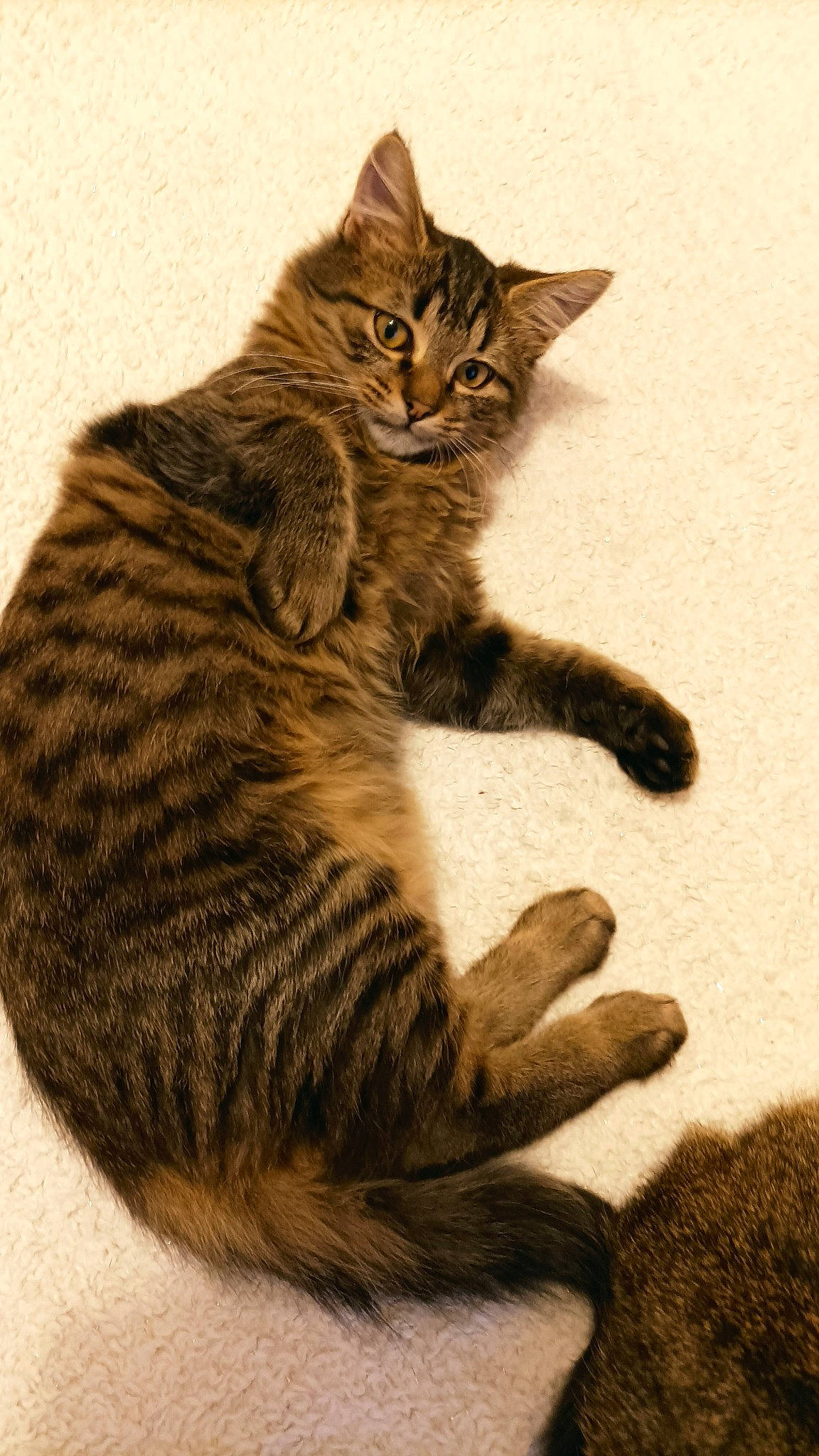 Frippon participe au concours pour gagner de l'argent avec cette photo : carnivore, cat, claw, domestic_short_haired_cat, felidae, foot, fur, paw, sitting, small_to_medium_sized_cats, snout, tail, terrestrial_animal, whiskers, wildlife