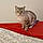 Chipilou