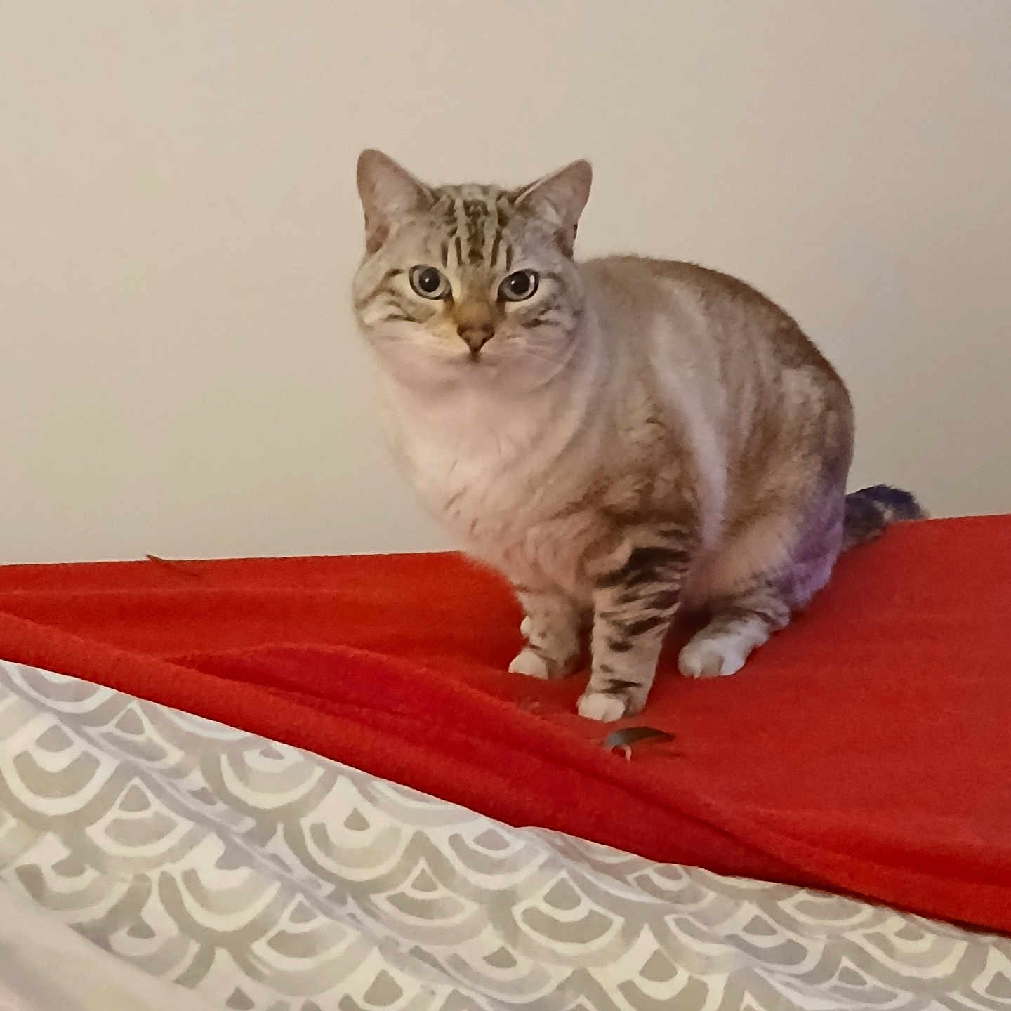 Chipilou