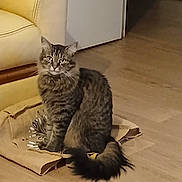Fripon participe au concours pour gagner de l'argent avec cette photo : cat, tabby, feline, pet, indoor, wooden_floor, paper_bag, couch, furniture, sitting, looking, fur, whiskers, tail, ears, domestic_animal, house, home_interior, animal, mammal