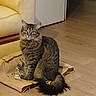 cat, tabby, feline, pet, indoor, wooden_floor, paper_bag, couch, furniture, sitting, looking, fur, whiskers, tail, ears, domestic_animal, house, home_interior, animal, mammal