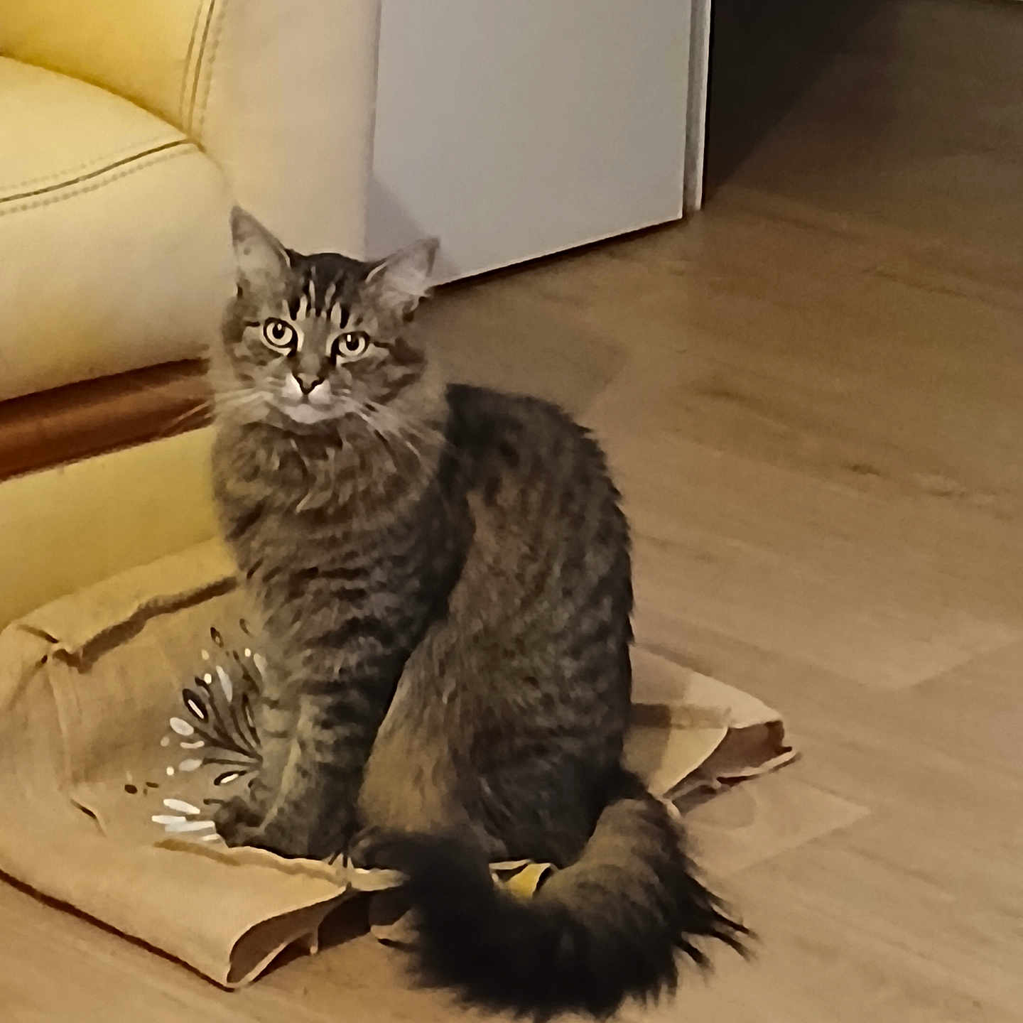 Fripon participe au concours pour gagner de l'argent avec cette photo : cat, tabby, feline, pet, indoor, wooden_floor, paper_bag, couch, furniture, sitting, looking, fur, whiskers, tail, ears, domestic_animal, house, home_interior, animal, mammal