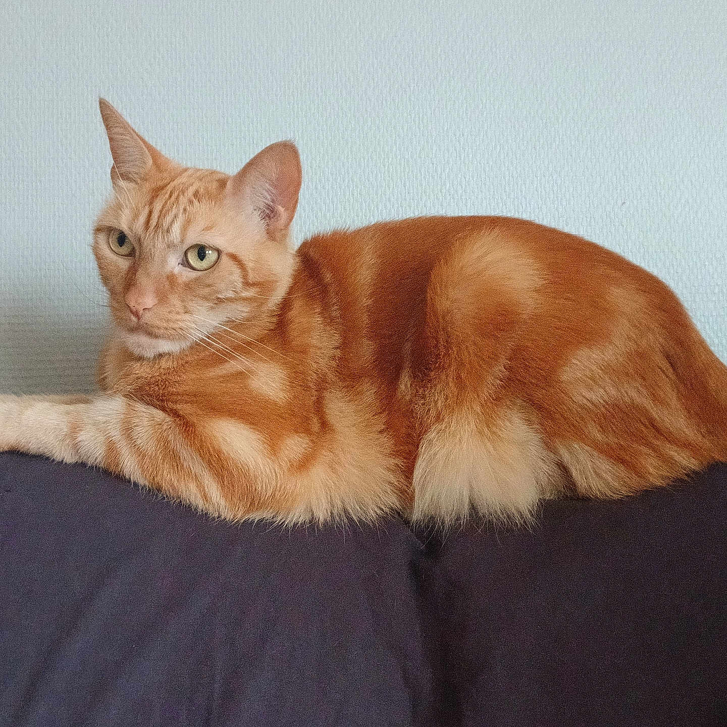 Symba a rejoint le concours — aidez-le/la à gagner de superbes lots ! cat, orange_tabby, feline, pet, animal, lounging, couch, indoor, relaxed, alert, fur, whiskers, ears, tail, resting, domestic_animal, side_view, seated, mammal, household